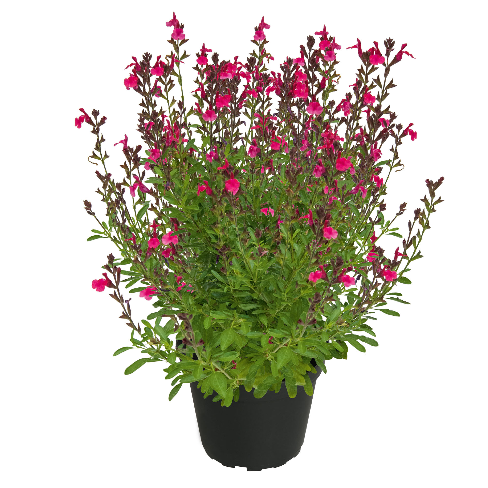 Salbei - Salvia VISIONAL Fuchsia, 13cm Topf