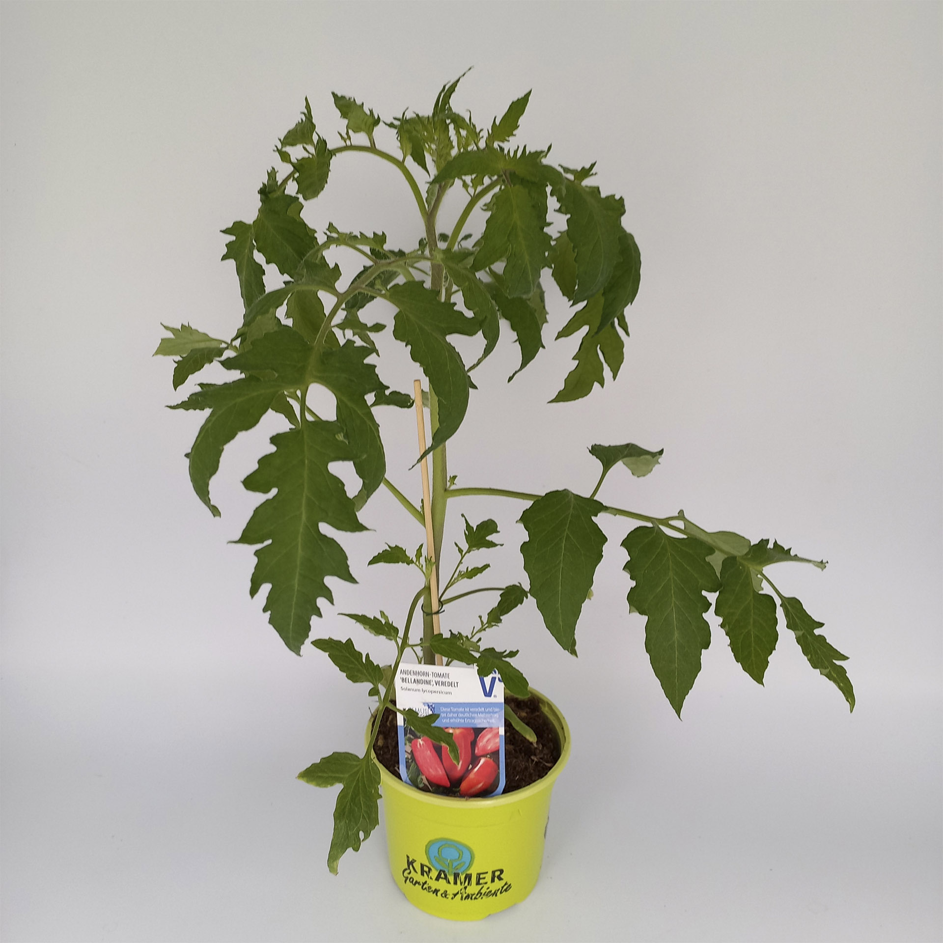 Andenhorn Tomate im Pflanztopf