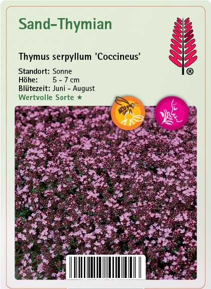 Blume, Blütenblatt, Pflanze, Purpur, Papier