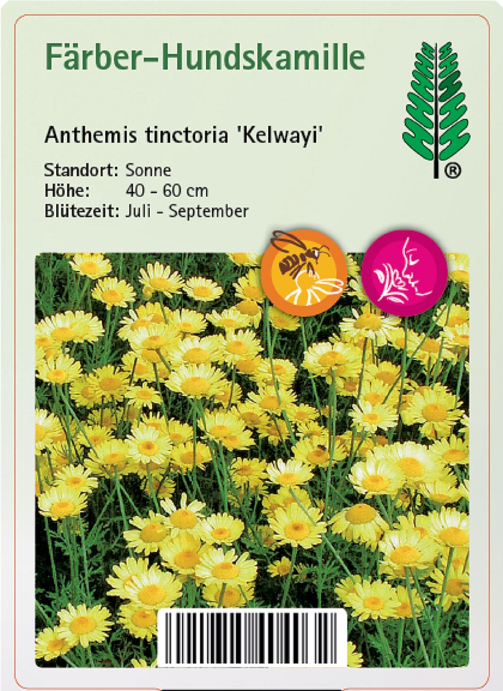 Färber-Hundskamille - Anthemis tinctoria 'Kelwayi'