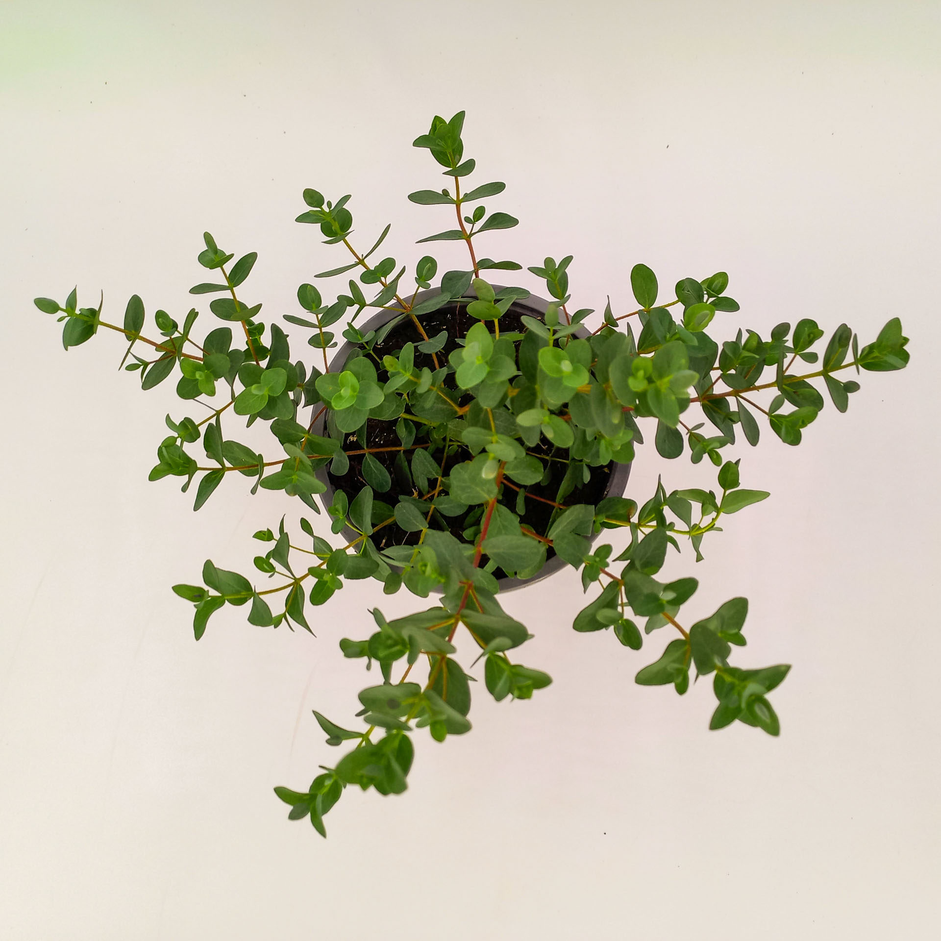 Eukalyptus gunnii 13cm Topf