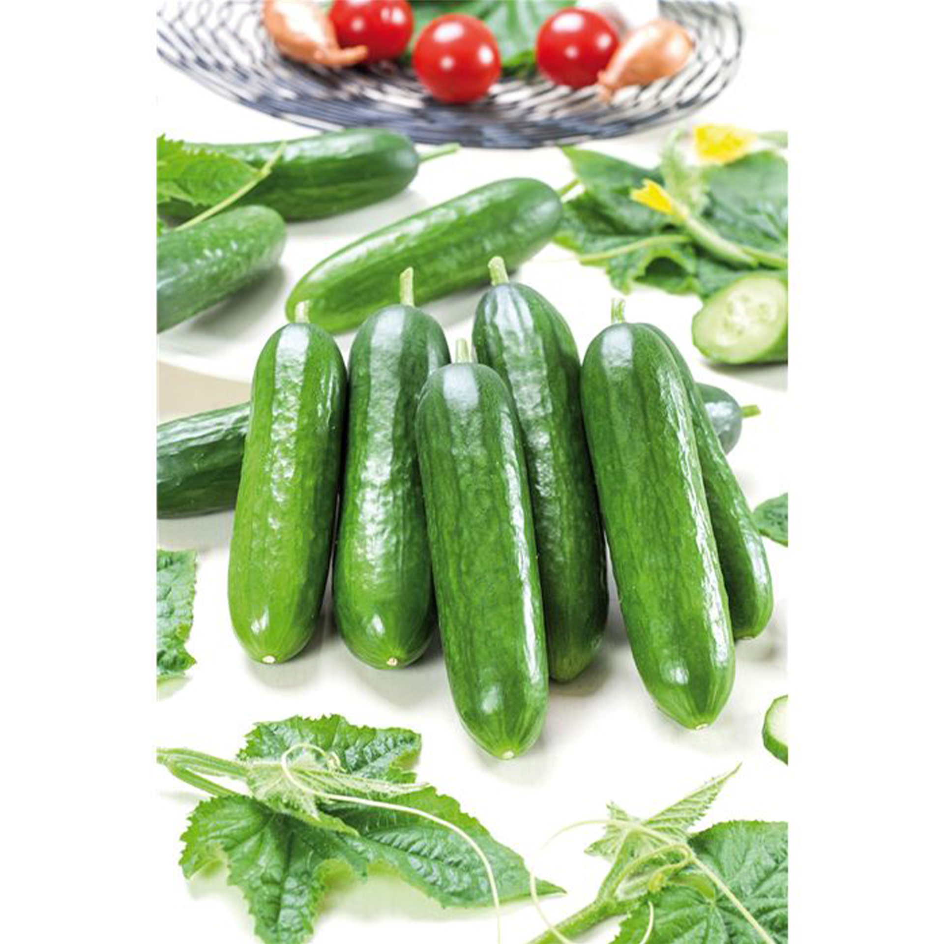 Mini-Schlangengurke 'Gambit®' F1 (Printo), Gurkenpflanze 12cm Topf