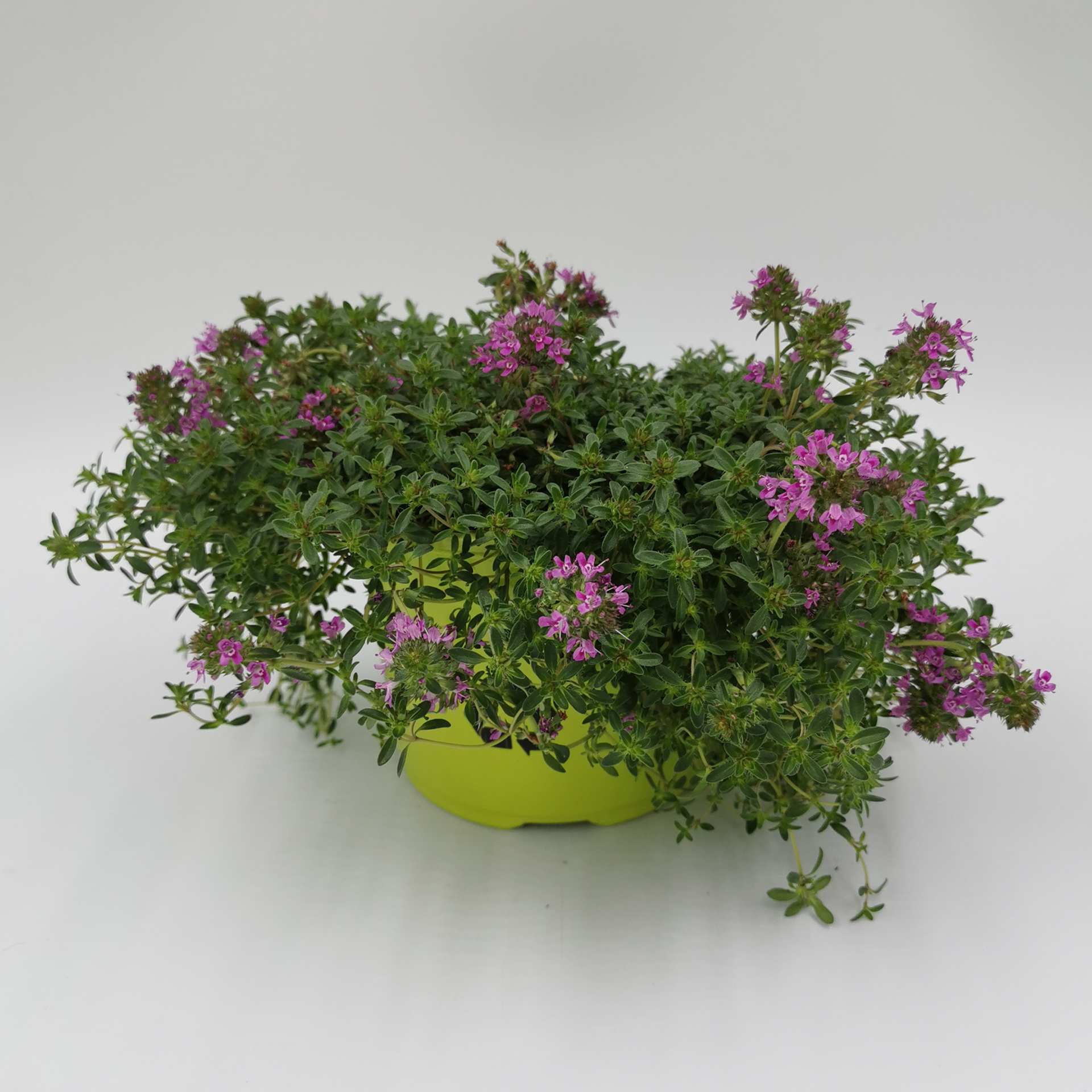 Mattenthymian - Thymian praecox 'Creeping Red', 12cm Topf