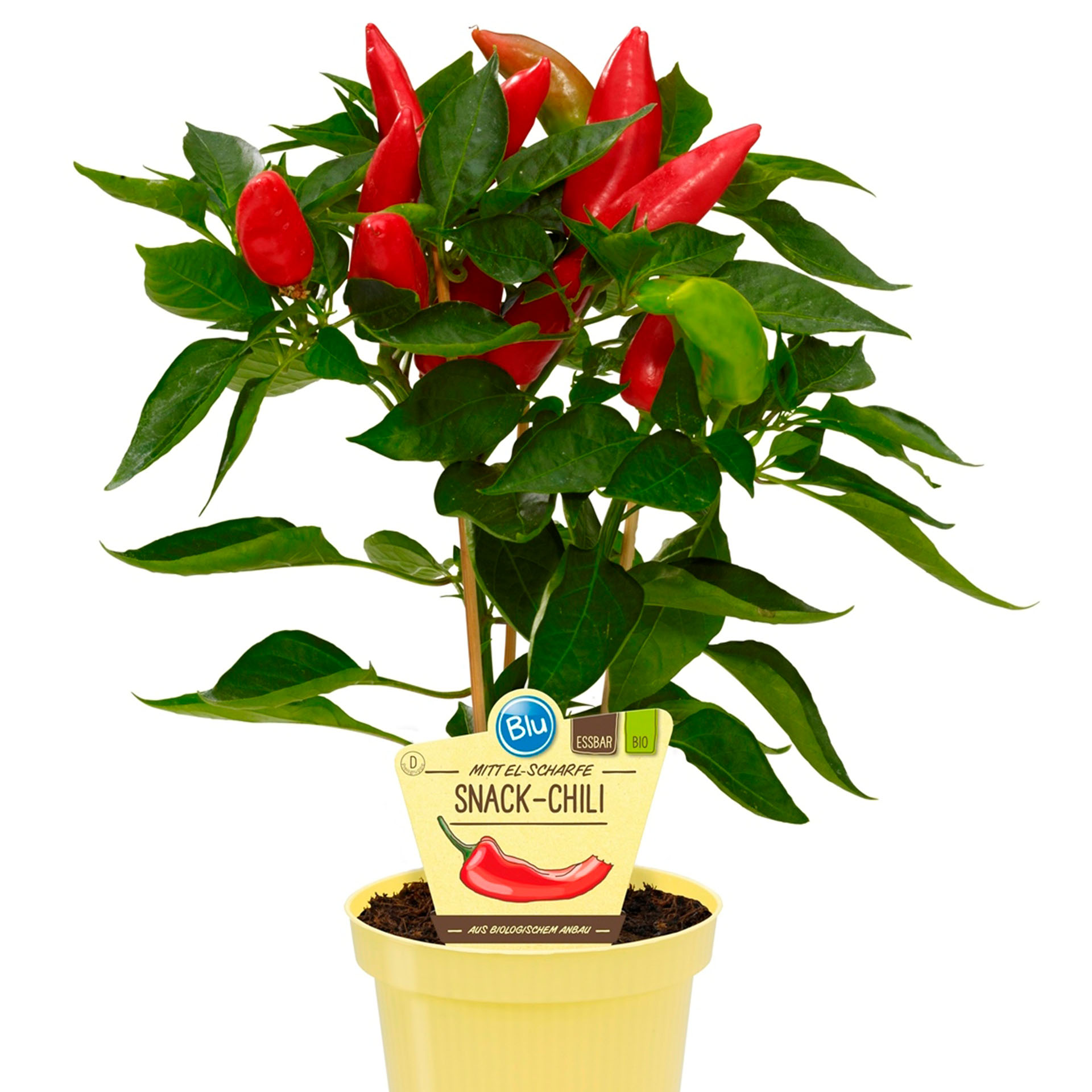BIO Snack-Chili - Capsicum annuum, 12cm Topf