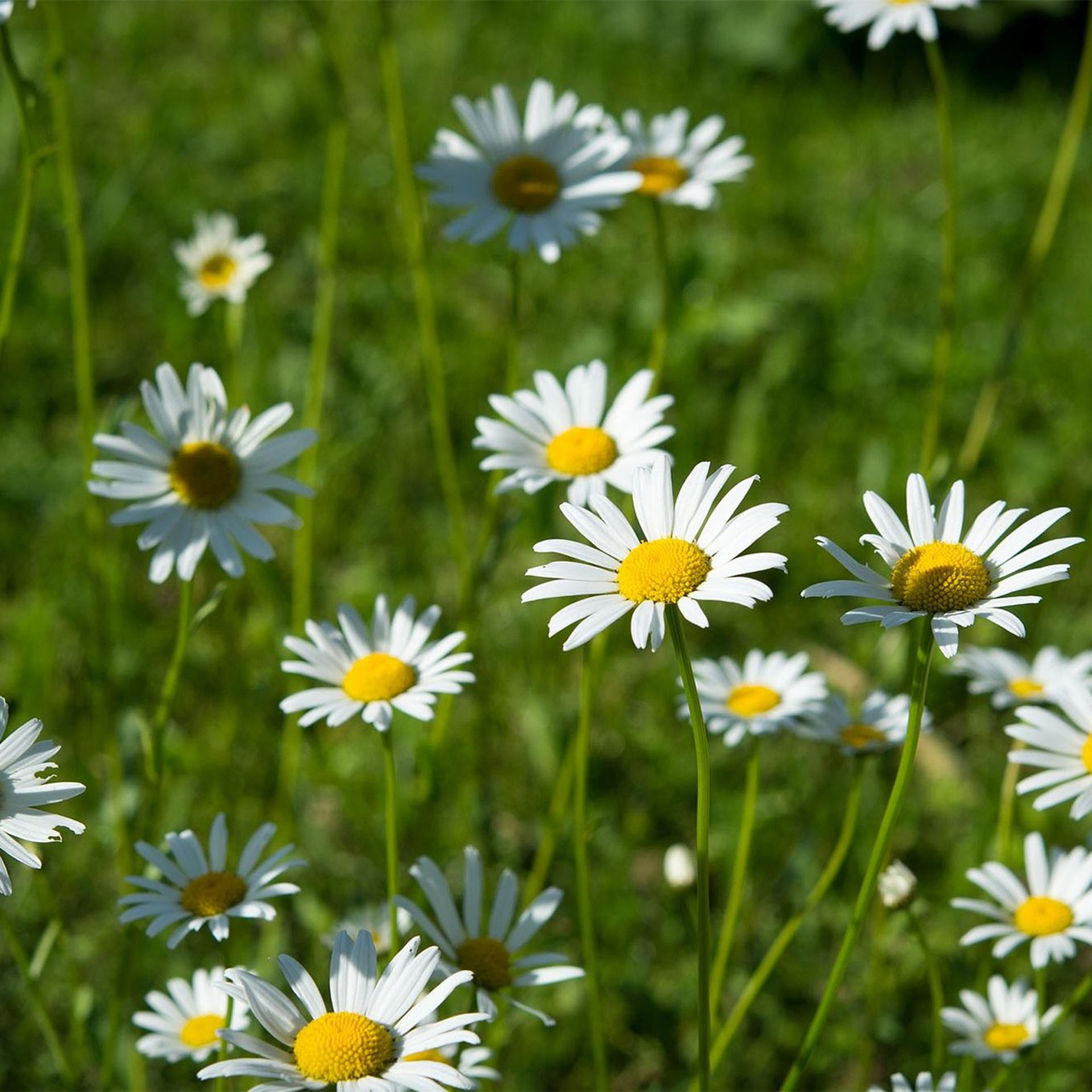 Gänseblümchen, Blumen, Feldblumen, weiße Blüten, gelbes Zentrum