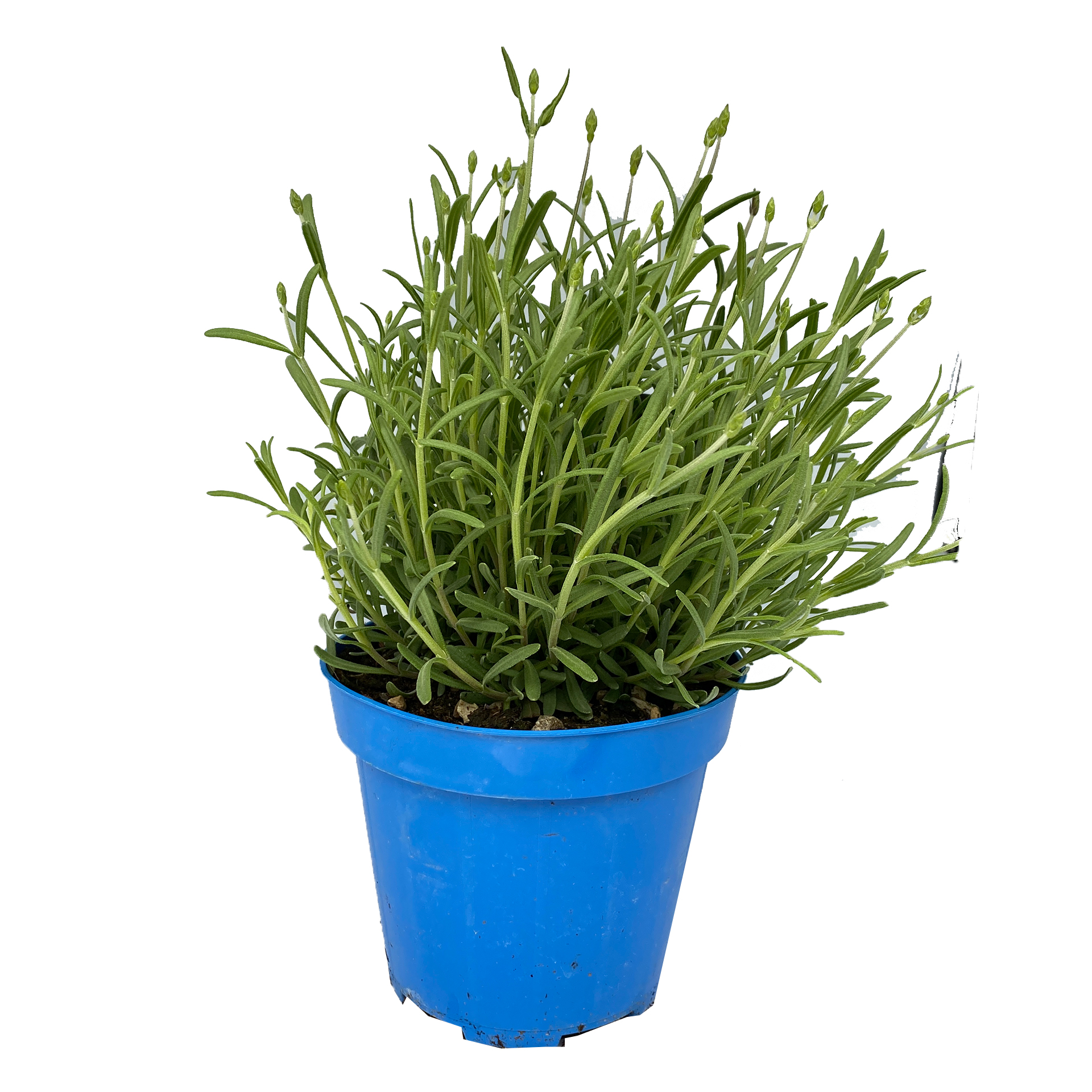 Lavendel - Lavandula angustifolia 'Hidcote Blue', 12cm Topf