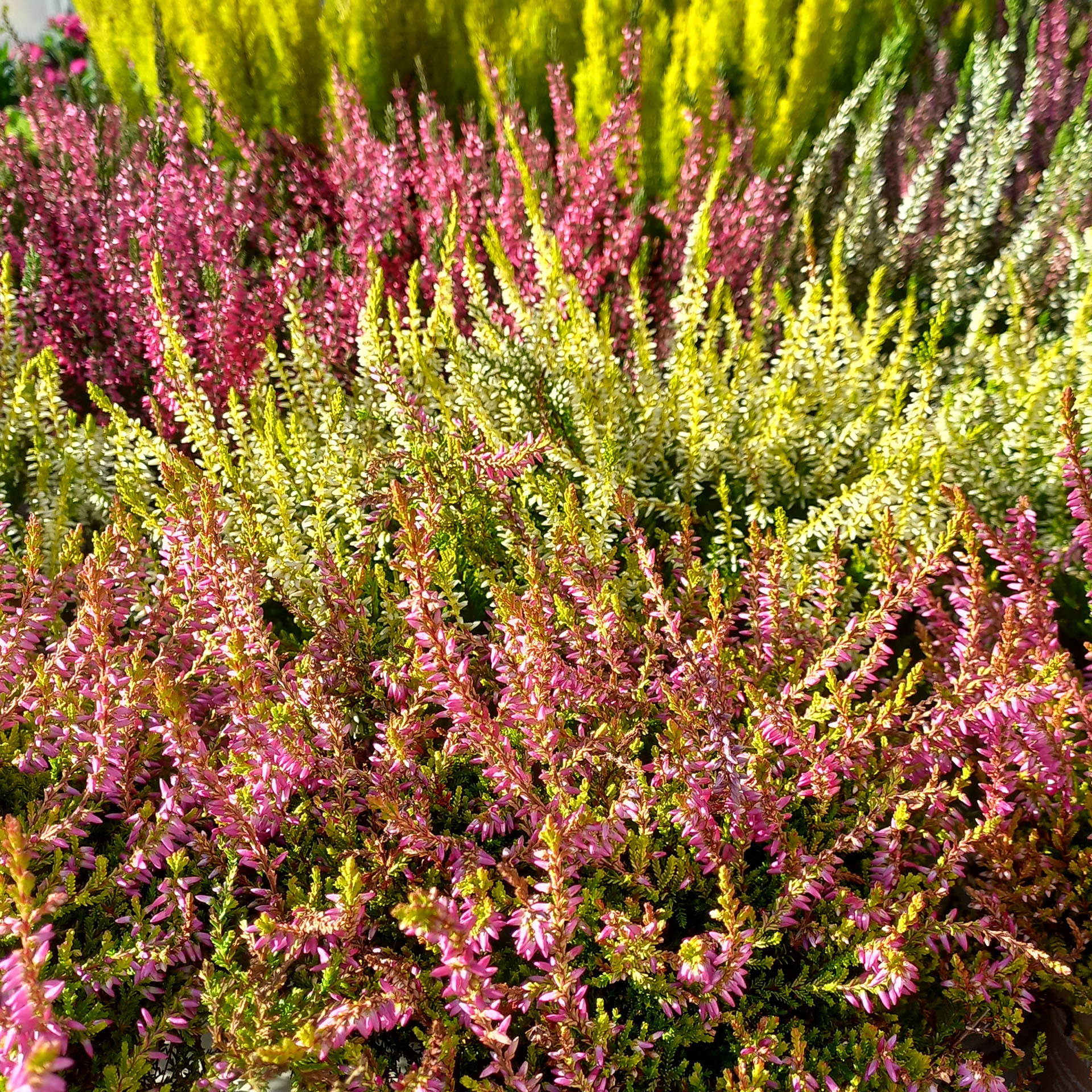 Knospenblüher/Besenheide - Calluna vulgaris