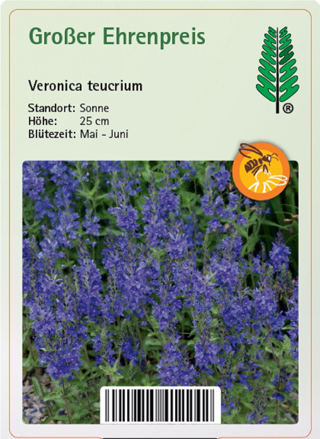 Großer Ehrenpreis - Veronica teucrium, 11cm Topf