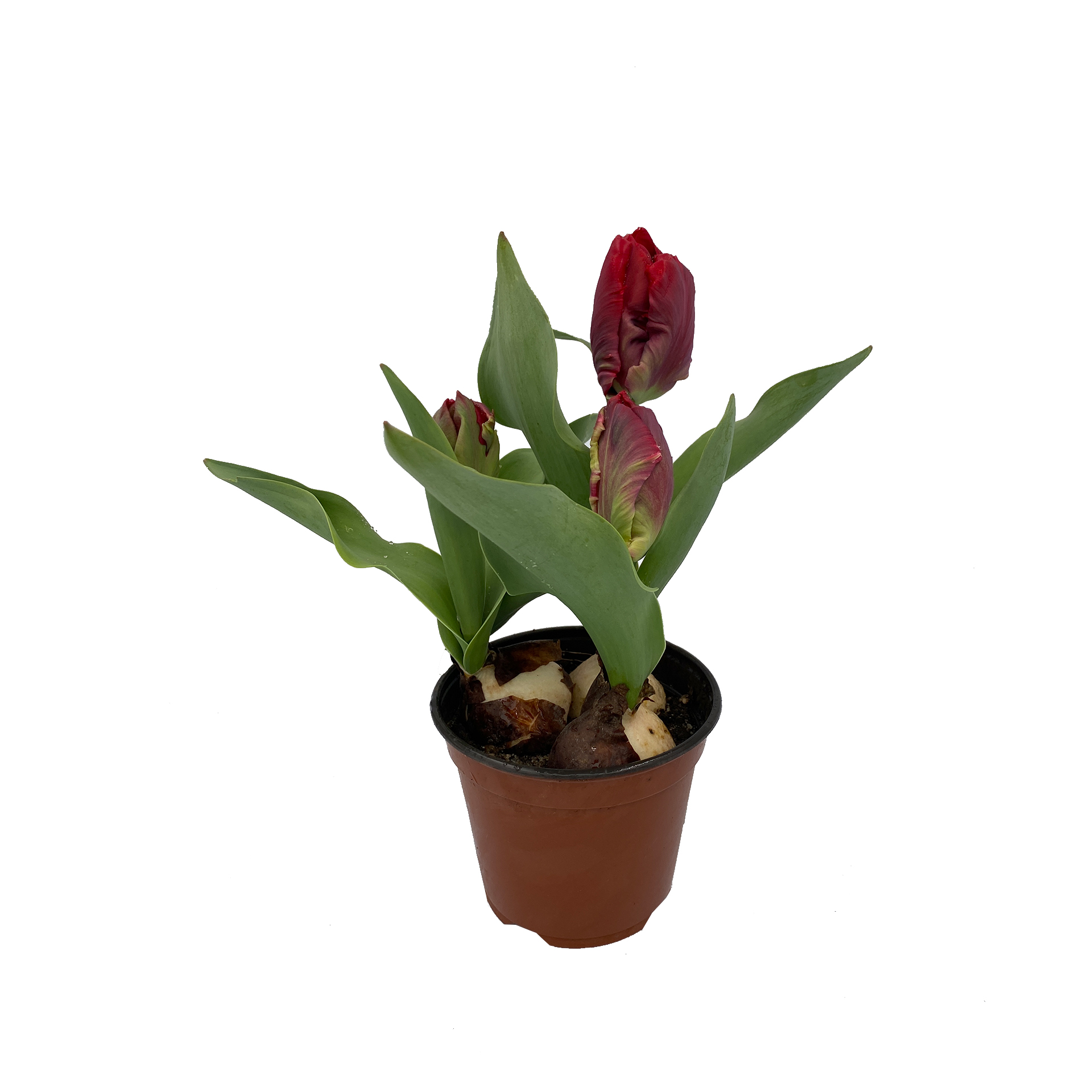 Papageitulpe - Tulipa - Hybriden, rot, 11cm Topf