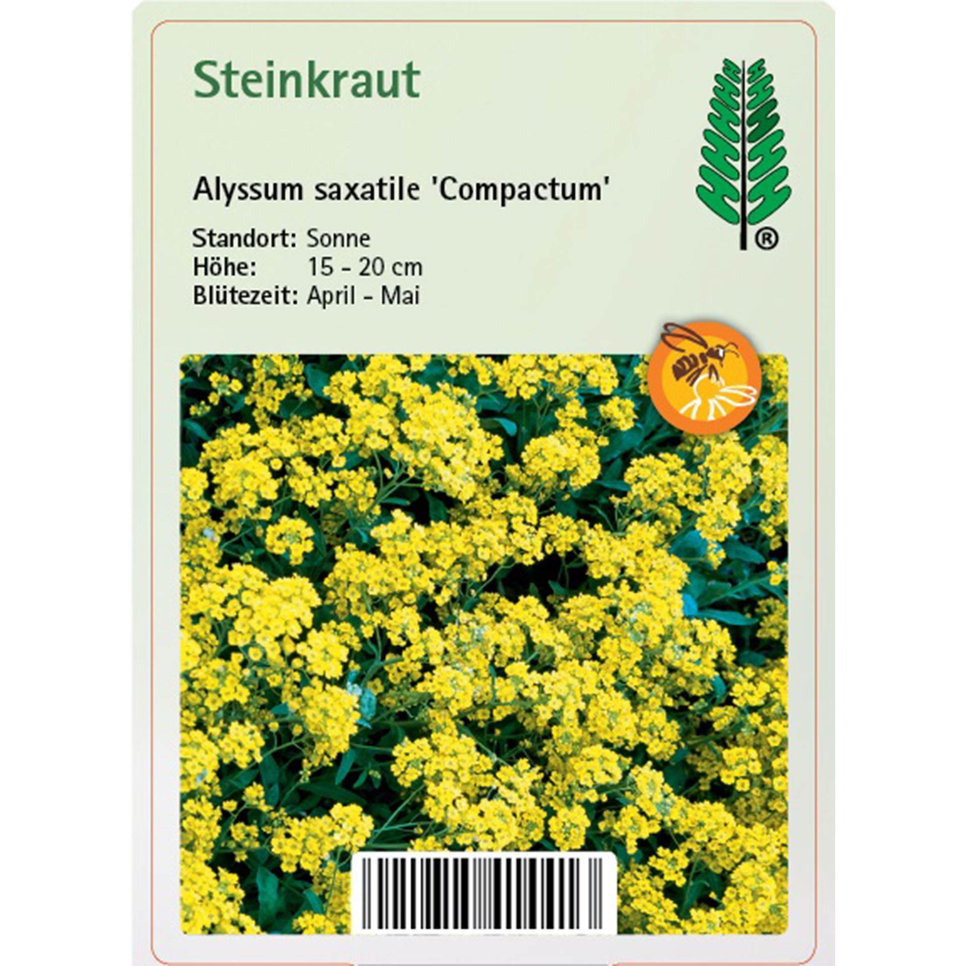 Blume, Pflanze, Essen, Senf, Kräuterig