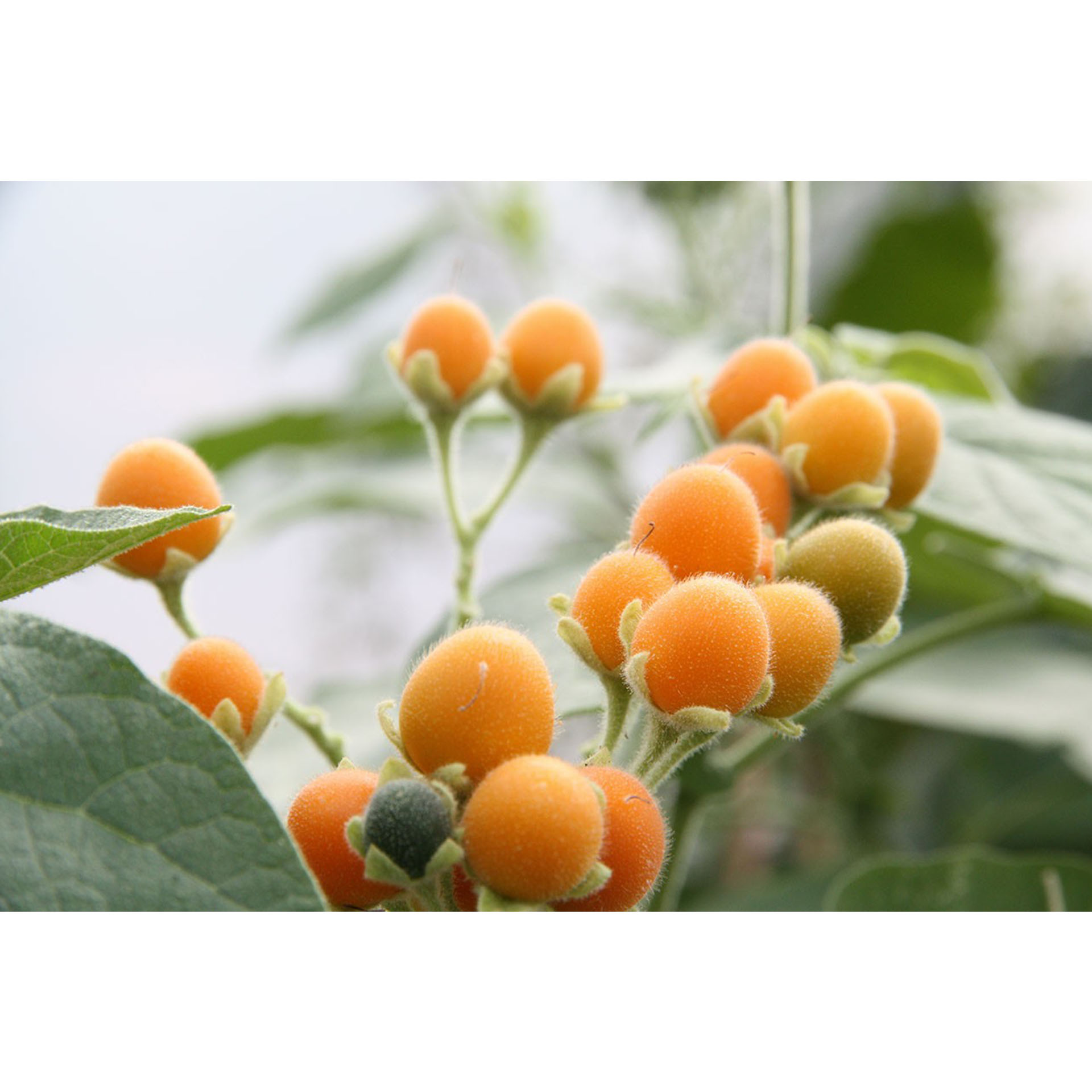 Bioanbau Bio Frucht Geschmack exotisch-fruchtig