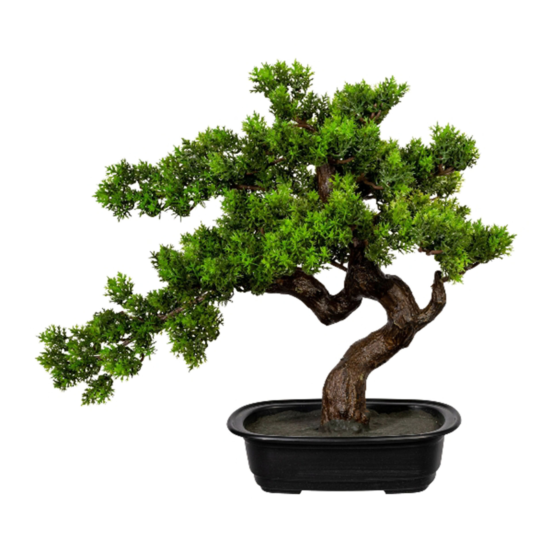 Pflanze, Pflanze im Topf, Baum, Bonsai
