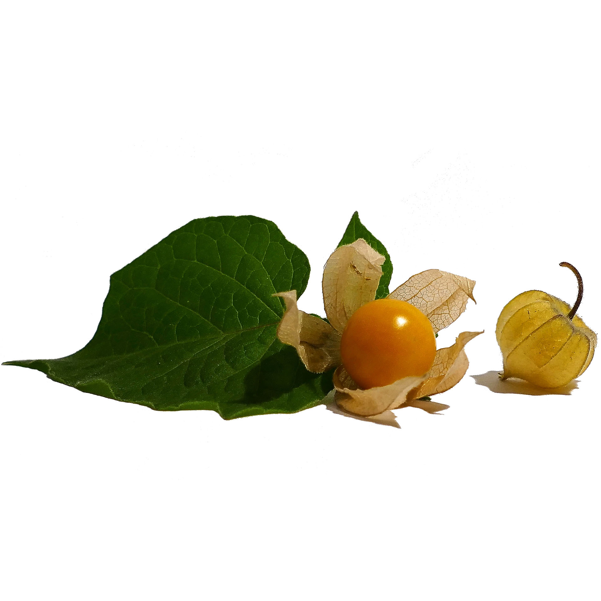 Bio Physalis Beerenobst  wohlschmeckend vitaminreich