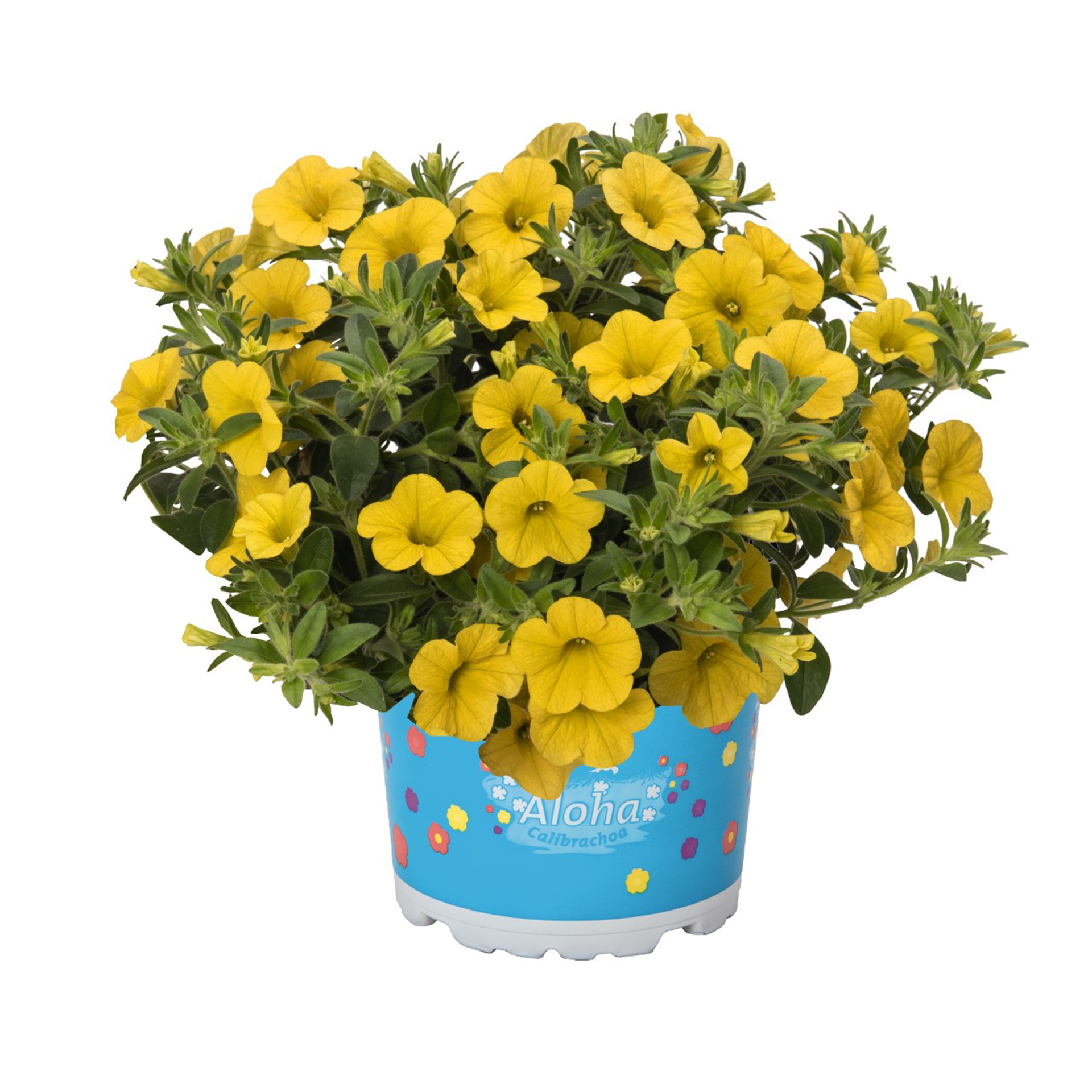 Zauberglöckchen - Calibrachoa 'Aloha Classic Gold Rush', 12cm Topf