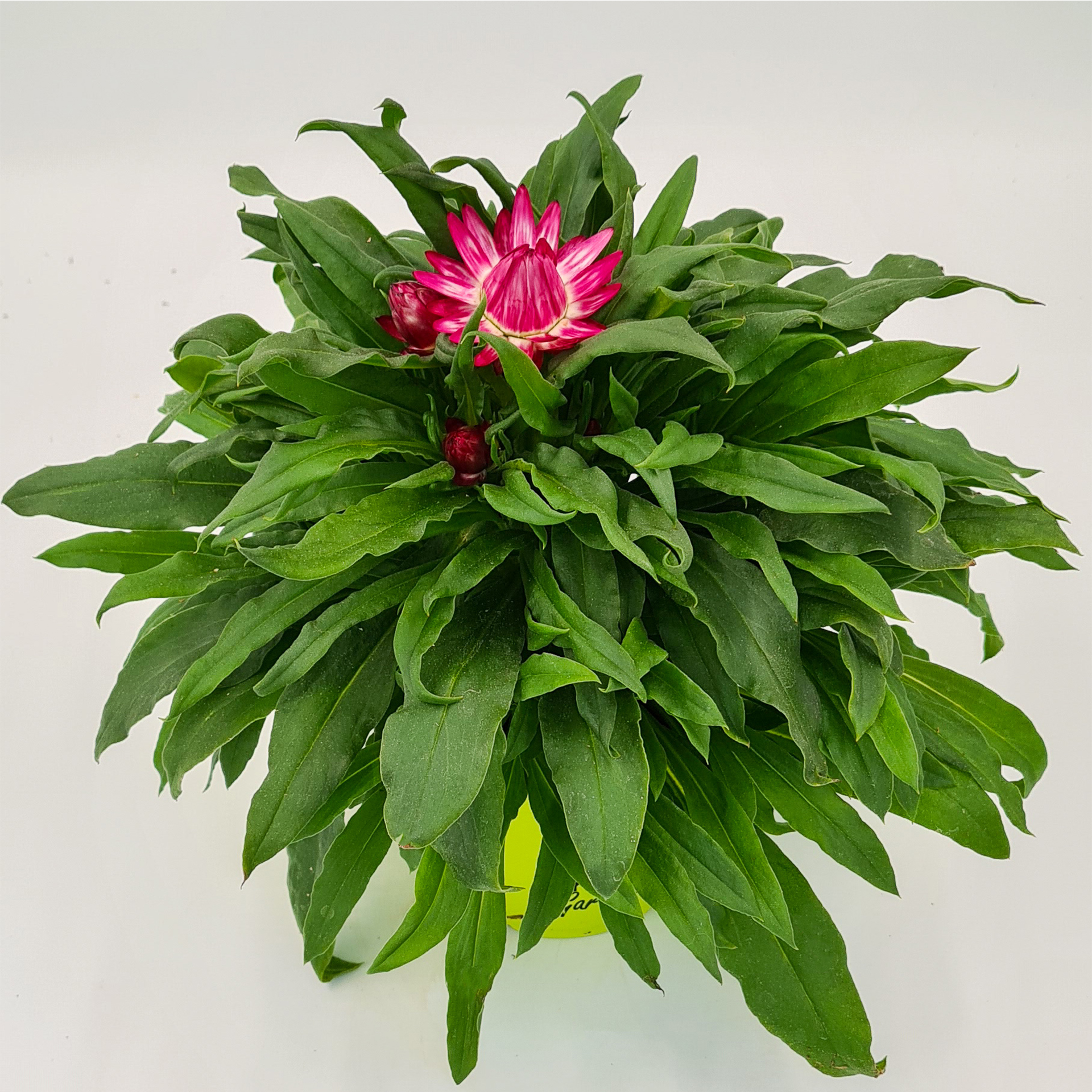 Strohblume - Bracteantha 'Sunbrella Magenta', 12cm Topf