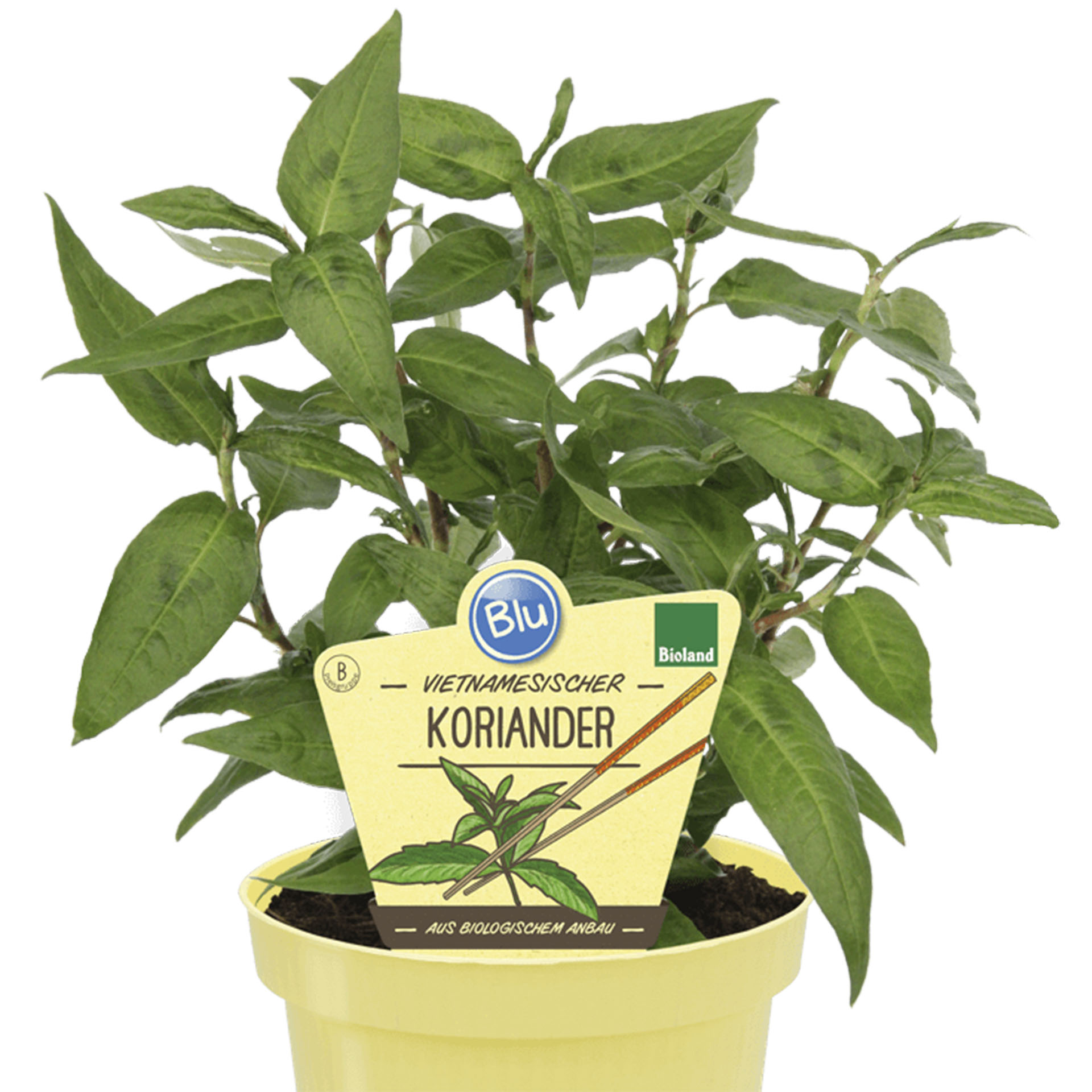BIO Koriander Vietnamesischer