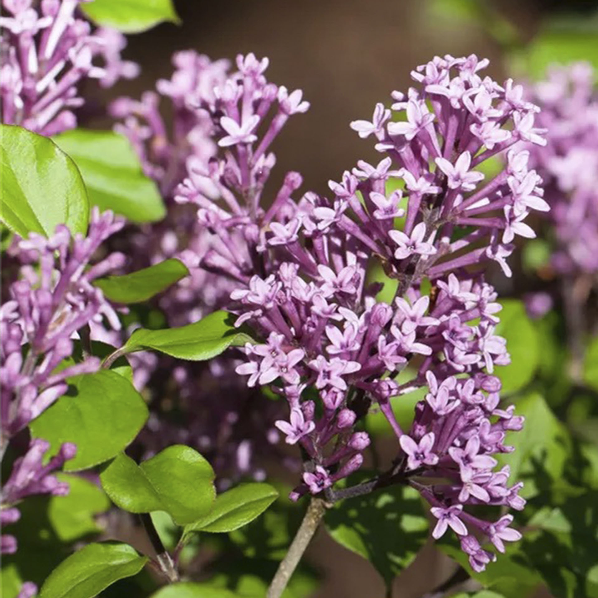 helllila Blütenrispen des Duftflieders Palibin