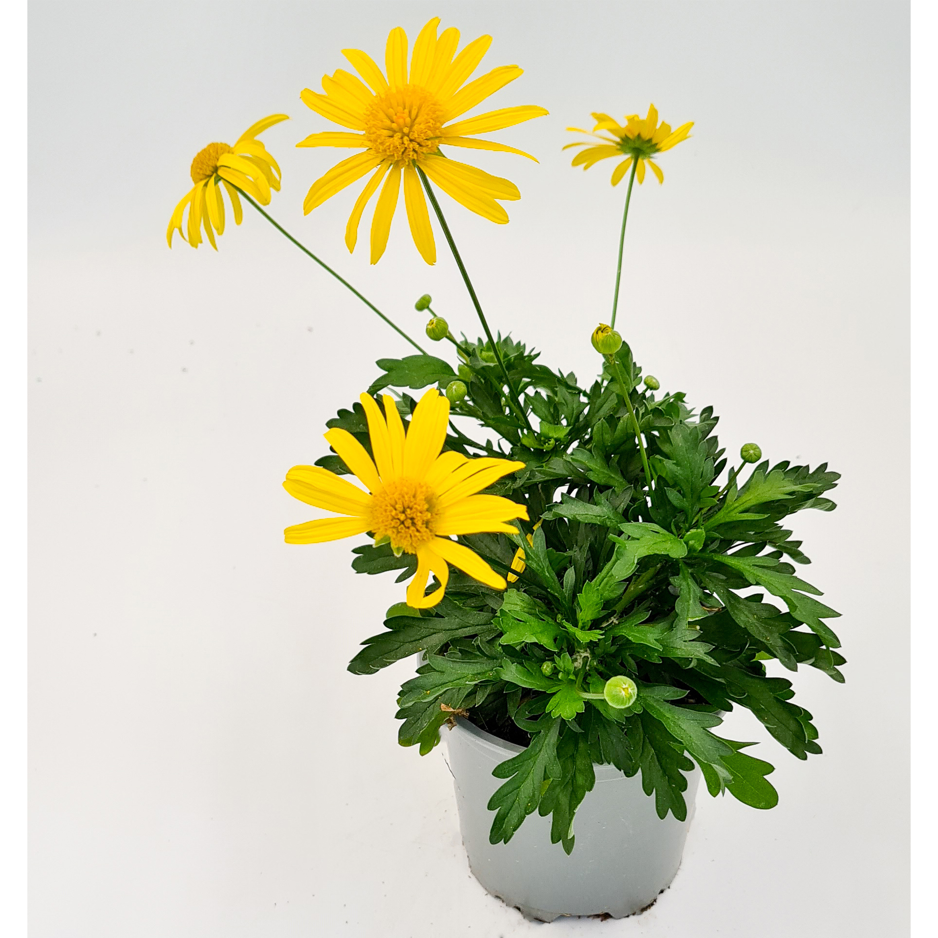 Strauchmargerite - Euryops chrysanthemoides gelb, 12cm Topf