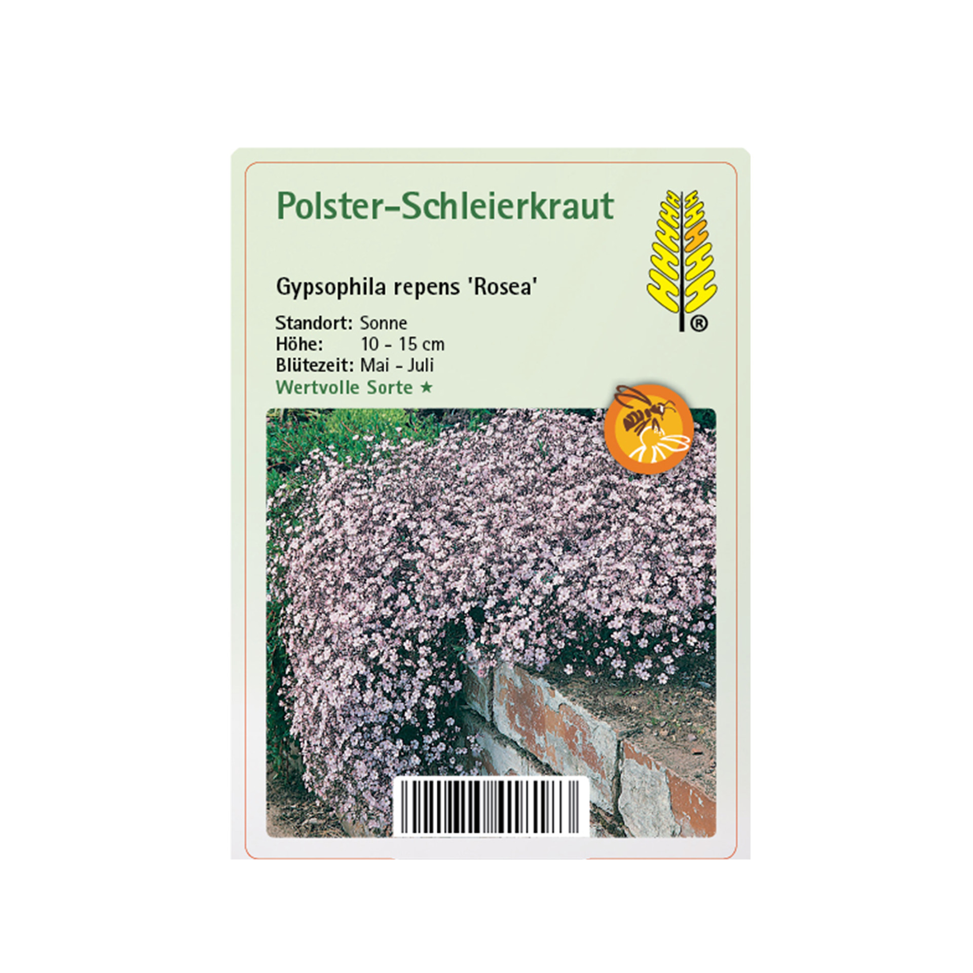 Polster-Schleierkraut - Gypsophila repens 'Rosea', 9cm Topf