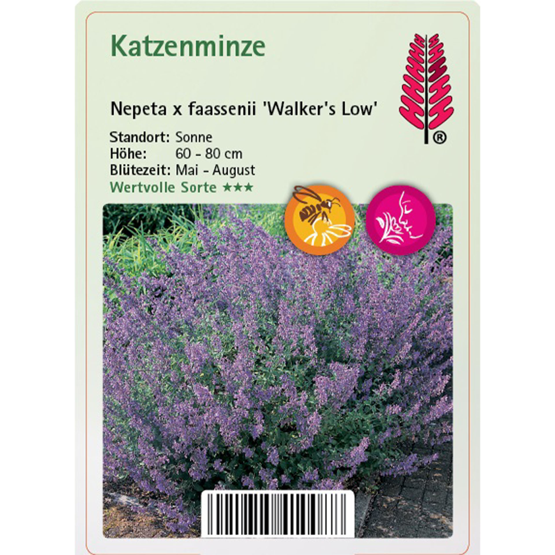 Pflanzenwuchs, Purpur, Blume, Kräuter, Lavendel