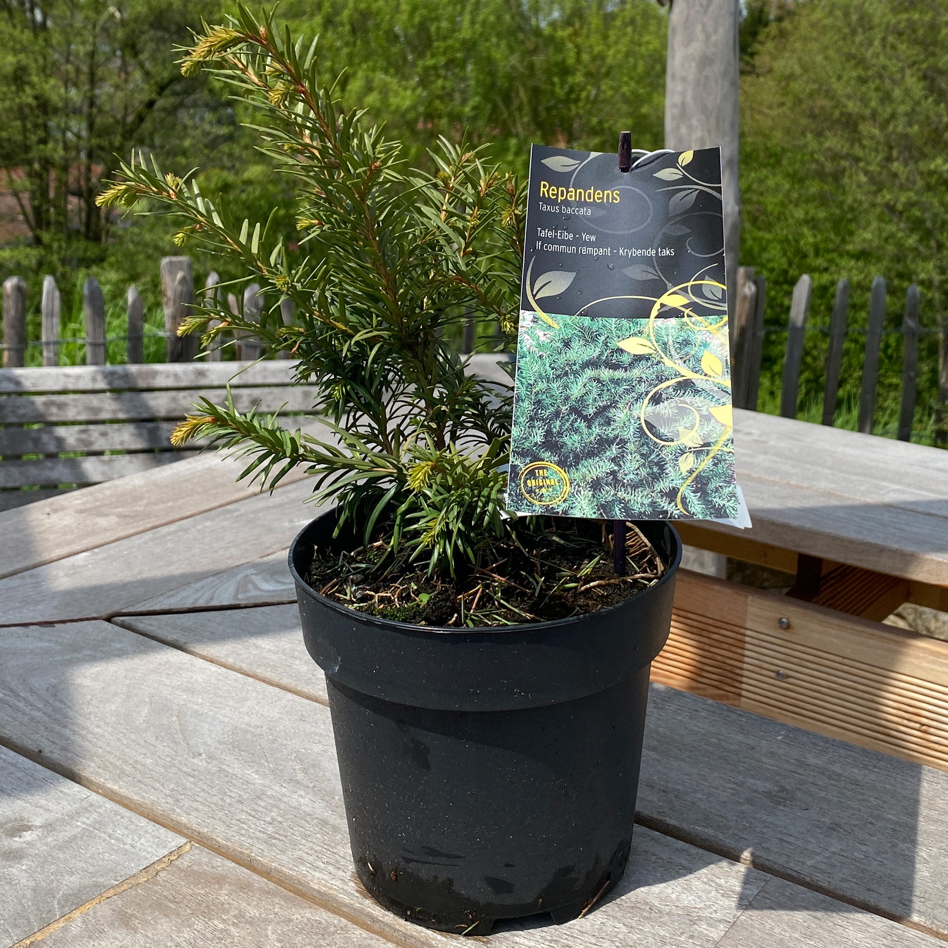 Kissen-Eibe – Taxus baccata 'Repandens', C2,3