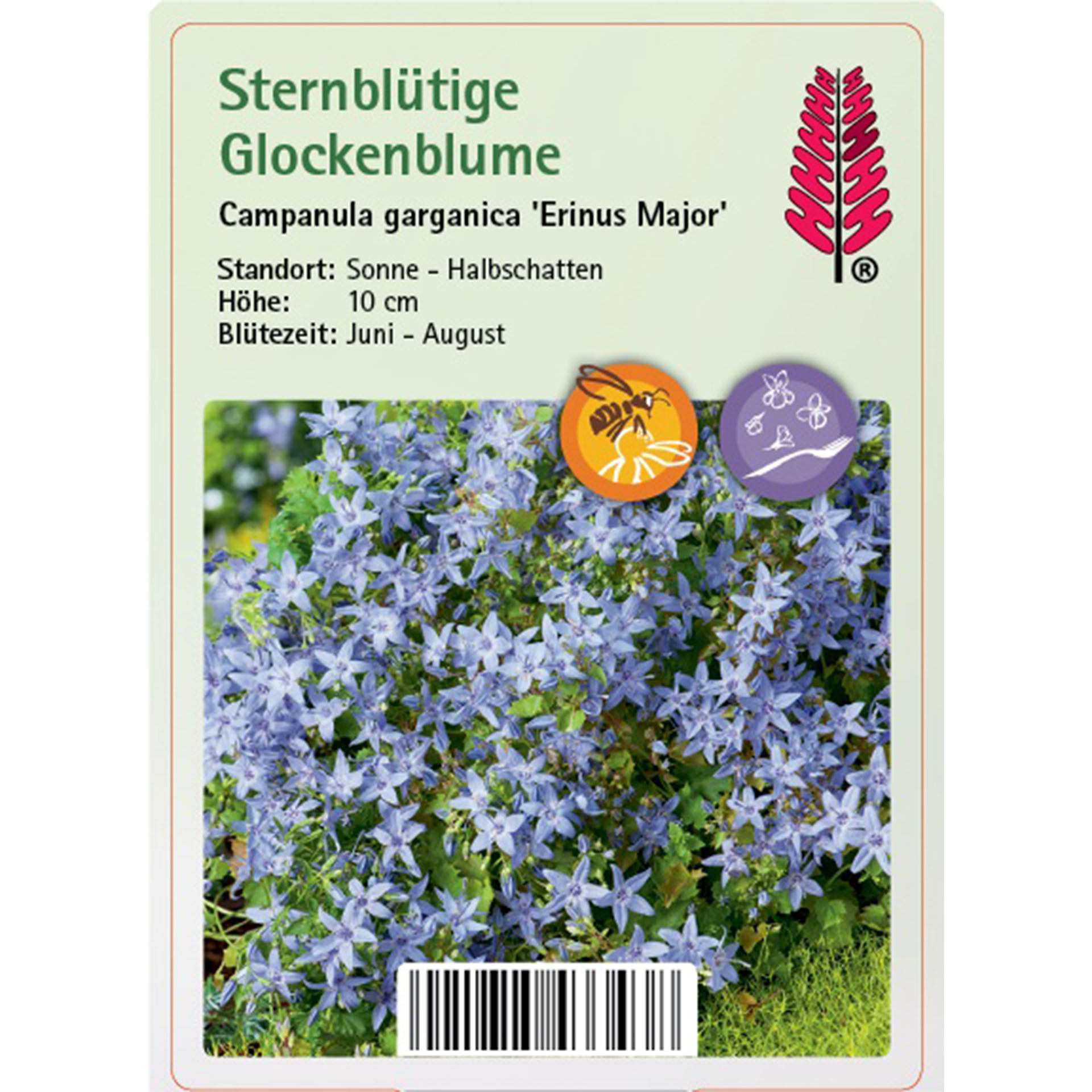 Kräuter, Pflanze, Blume