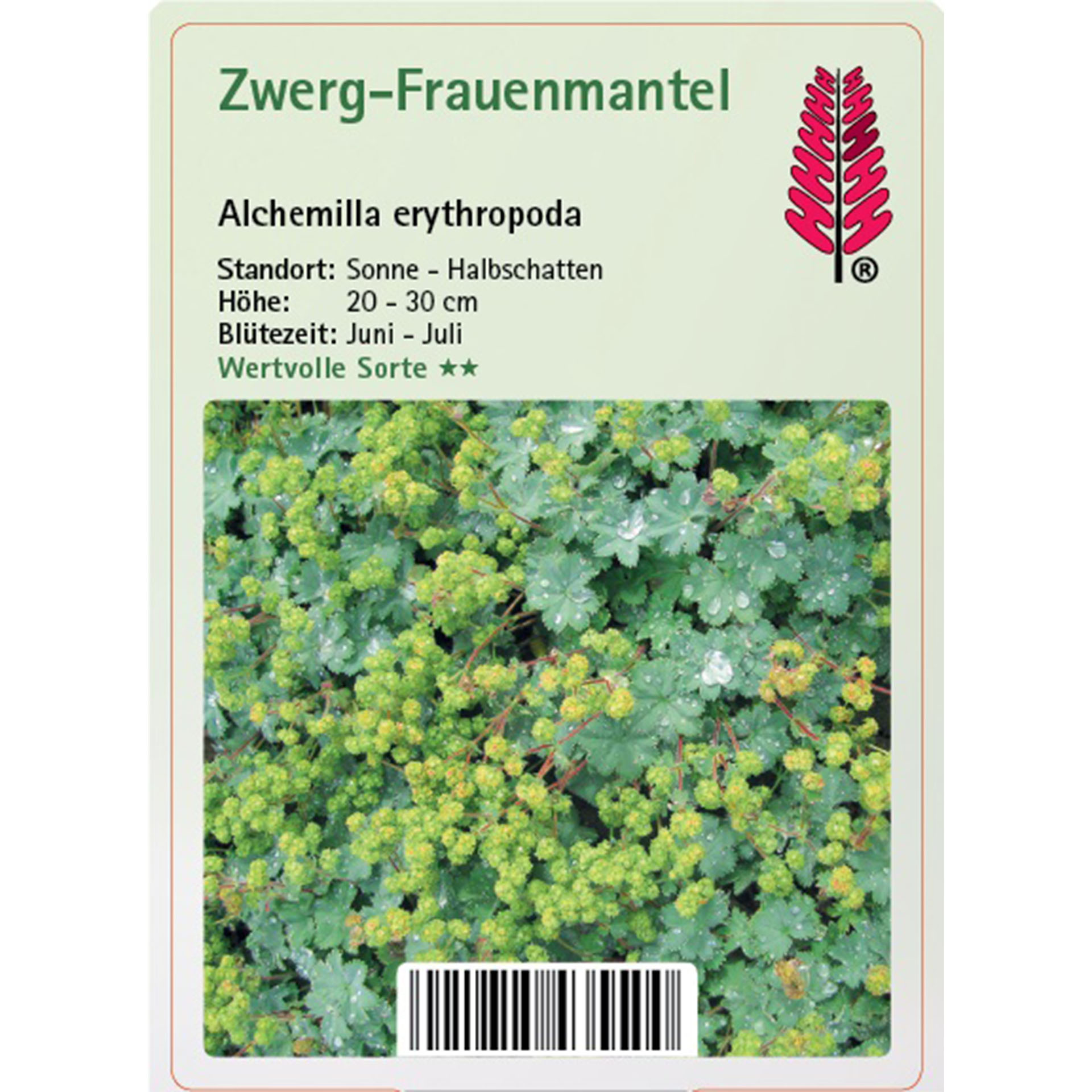 Kräuter, Blume, Geranie, Kräuterig, Vegetation