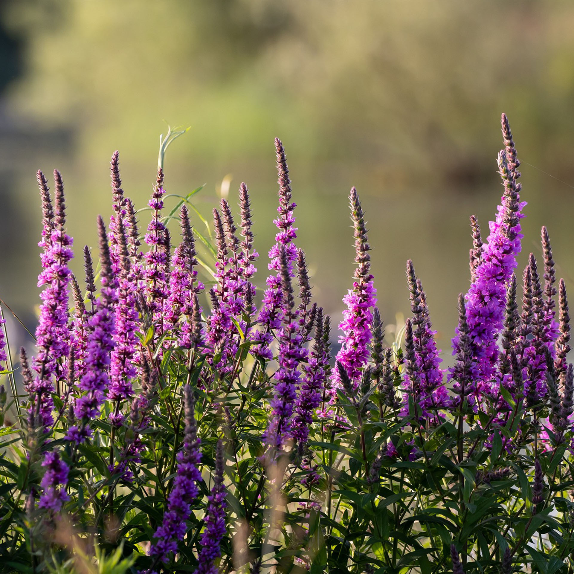 blühende Staude Blutweiderich, Blume, Lupine, Pflanze, Purpur, Lavendel