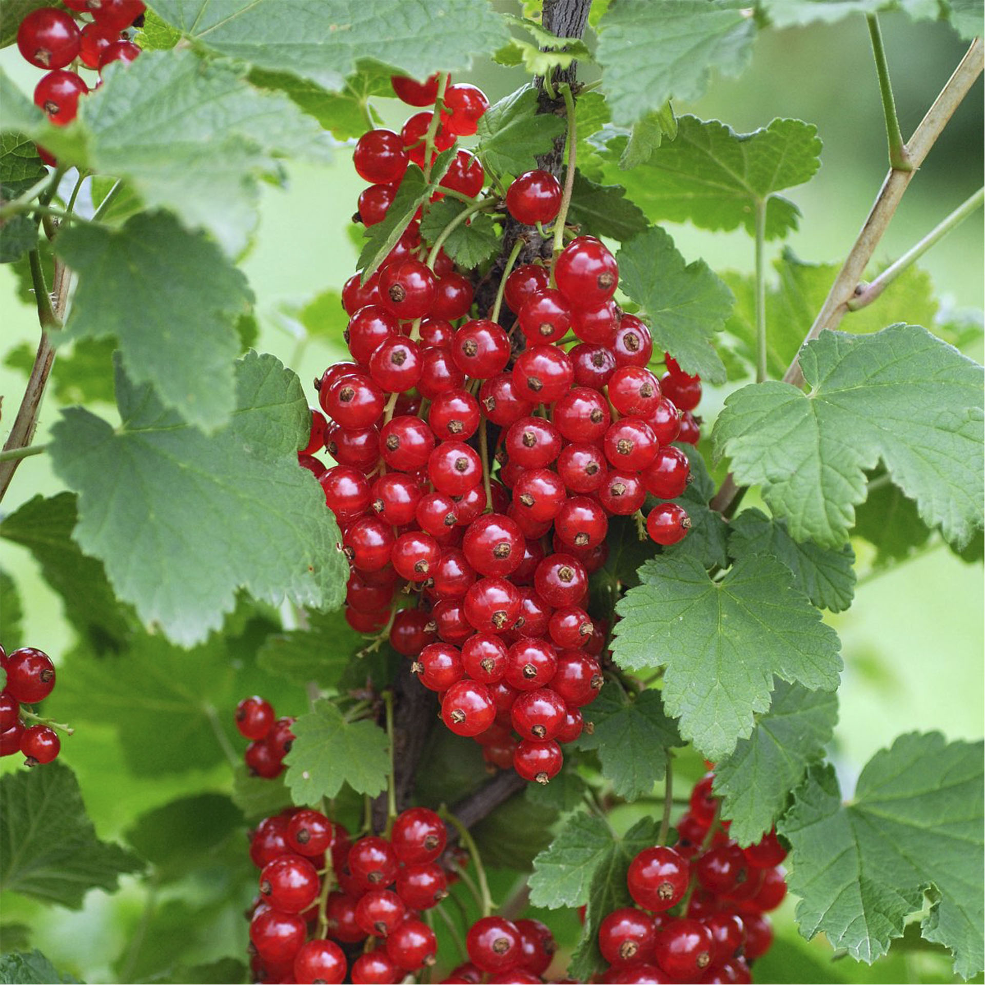 Rispen am Strauch mit reifen Johannisbeeren 'Rote Holländische'