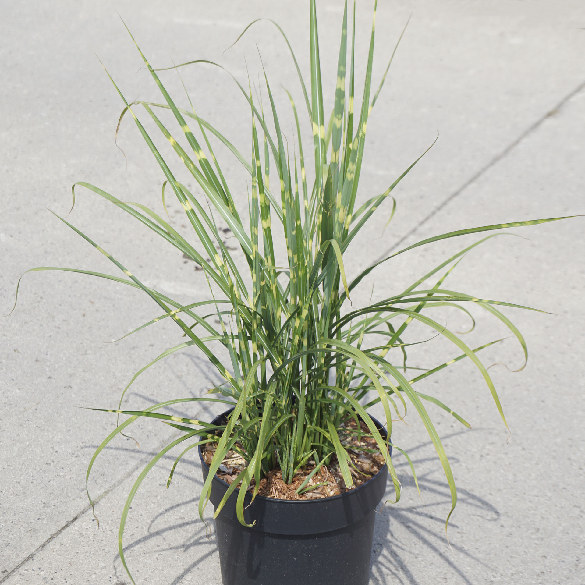 Chinaschilf im Pflanztopf