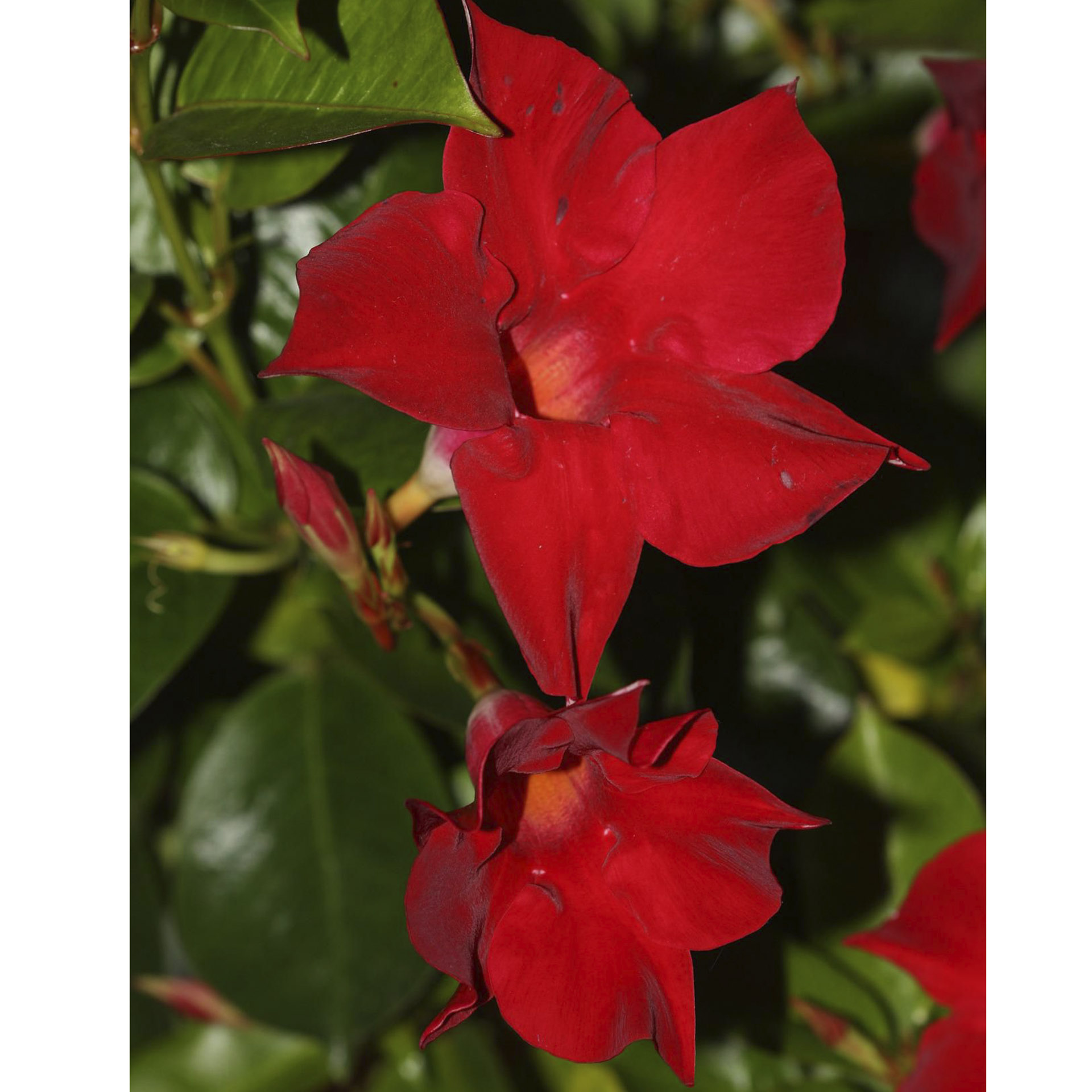 Dipladenie / Mandevilla Pyramide - Dipladenia rot,