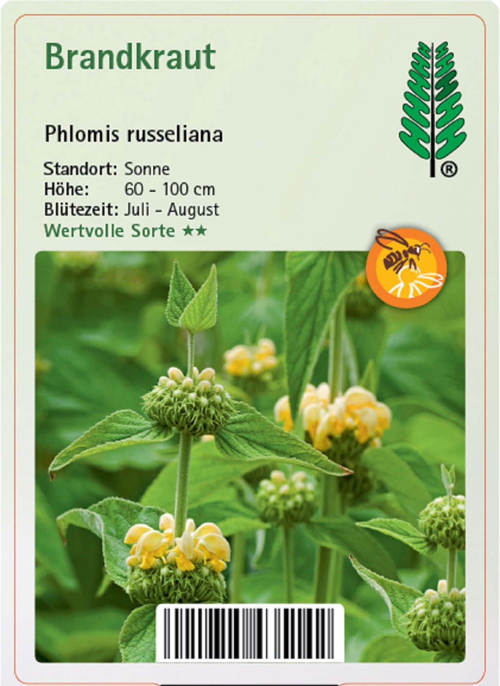 Syrisches Brandkraut - Phlomis russeliana, 11cm Topf