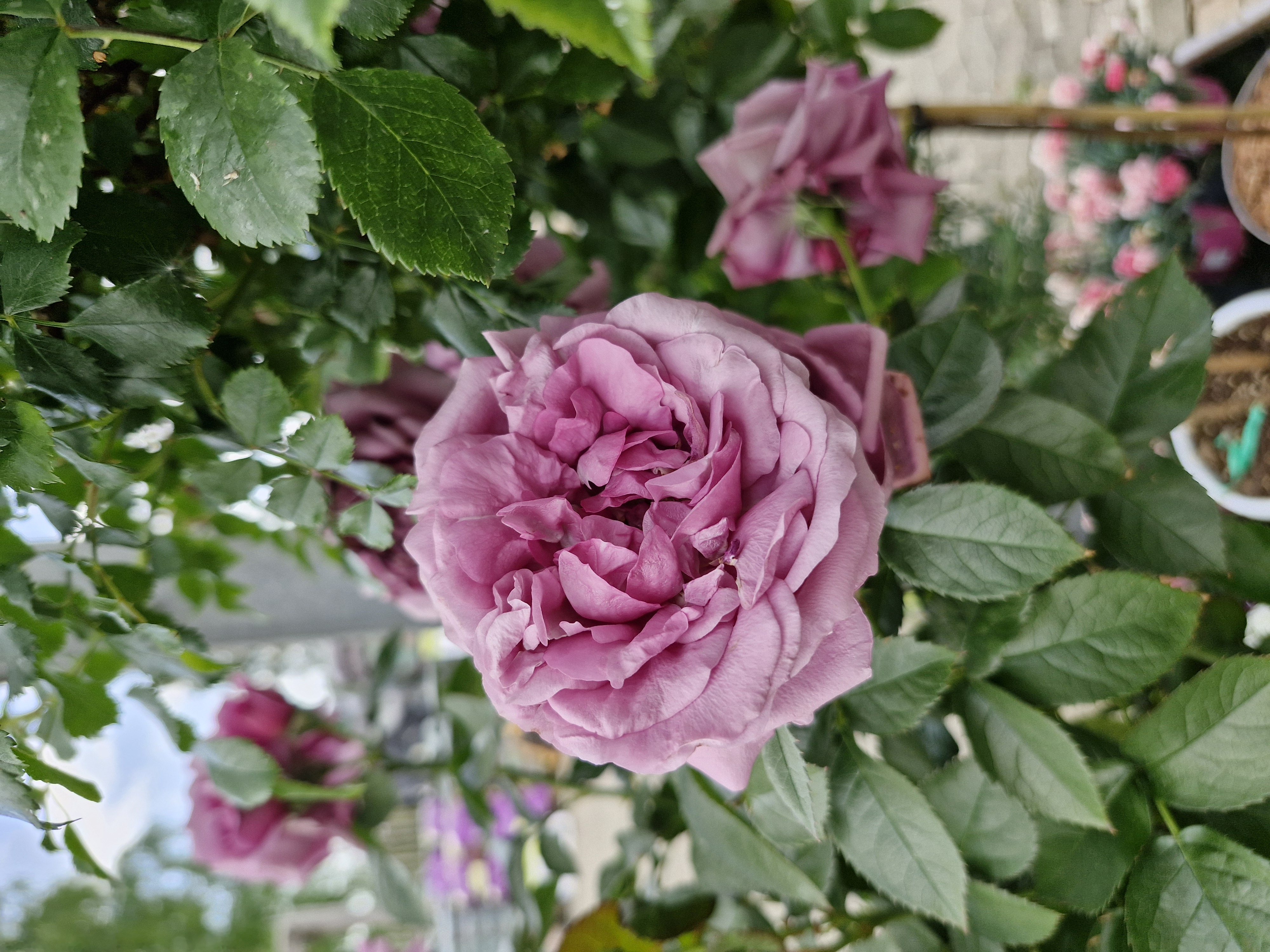 rose, pink rose, Blume, Gartenpflanze, Blüte