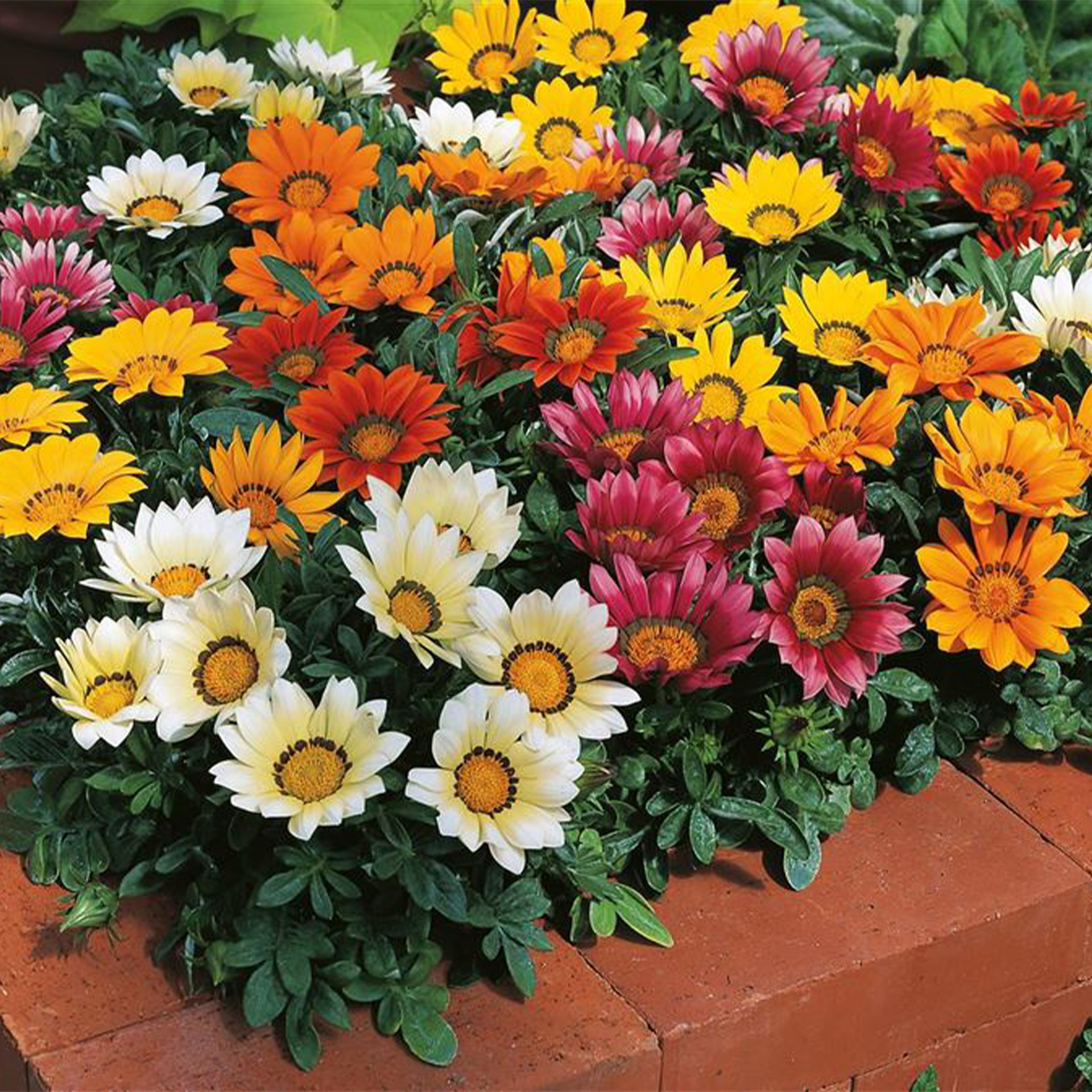 Mittagsgold in verschiedenen Farben blühend