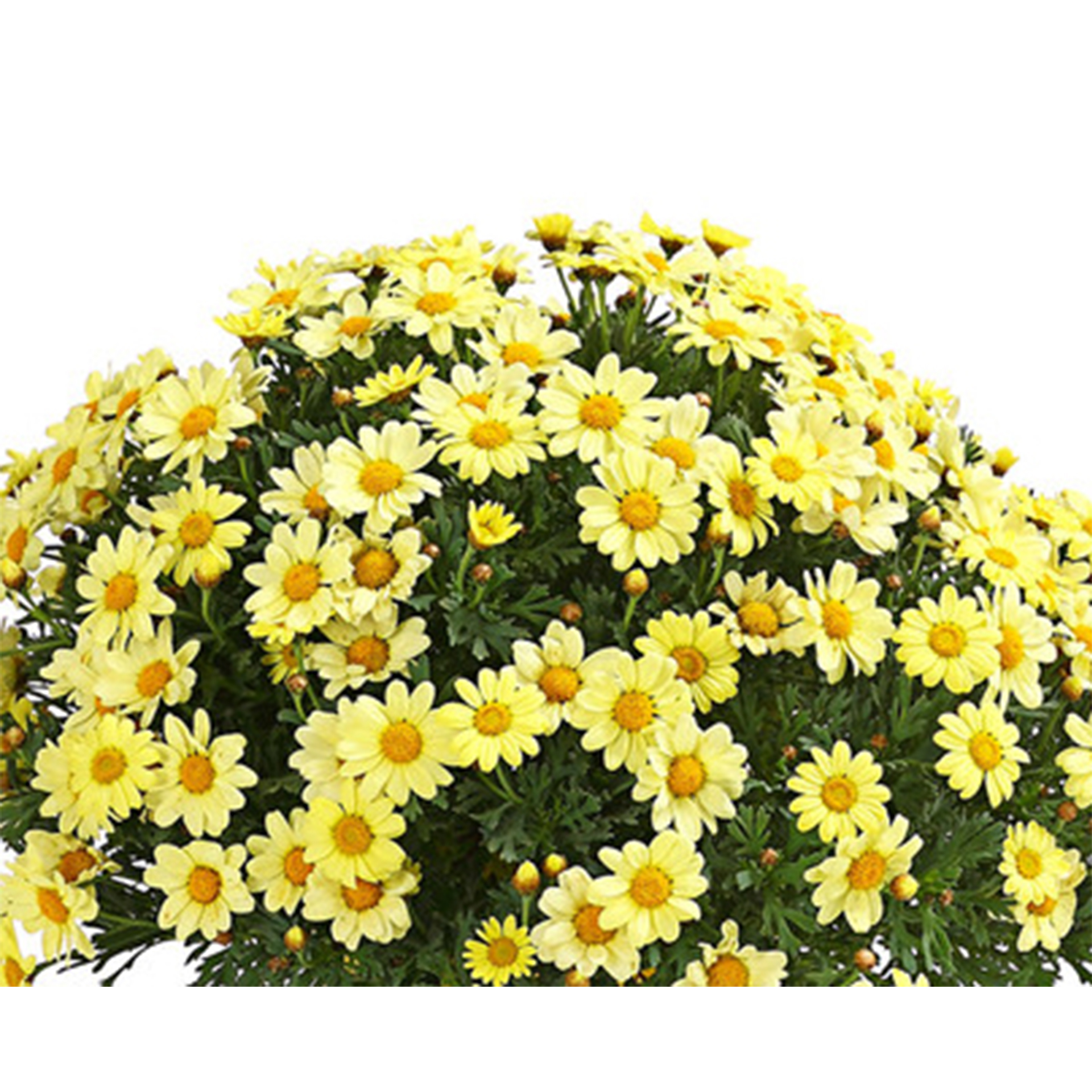 Margeriten Busch gelb