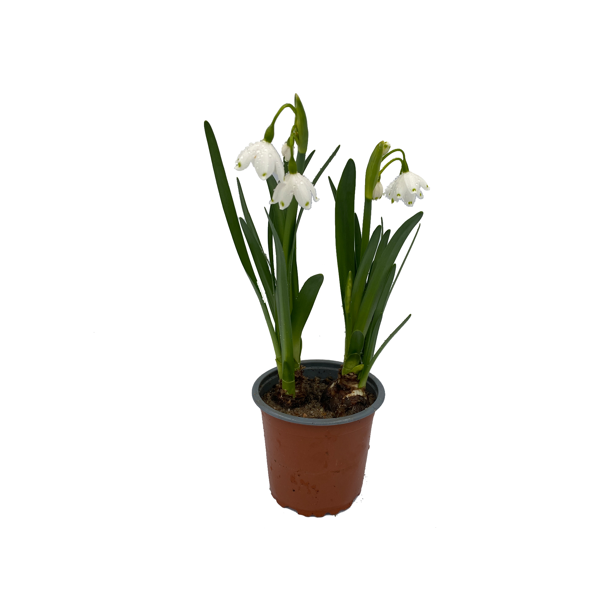 Märzbecher - Leucojum vernum, 9cm Topf
