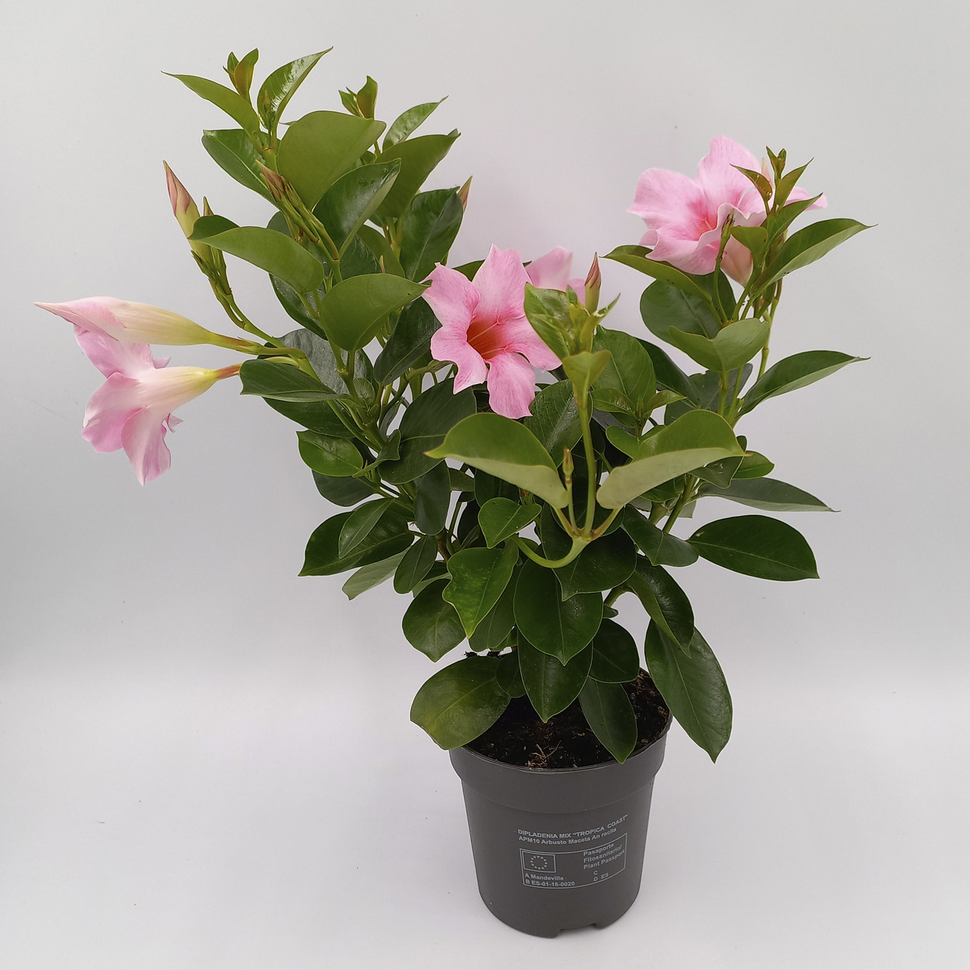 Dipladenie mit creme-pinkfarbenen Blüten im Pflanztopf