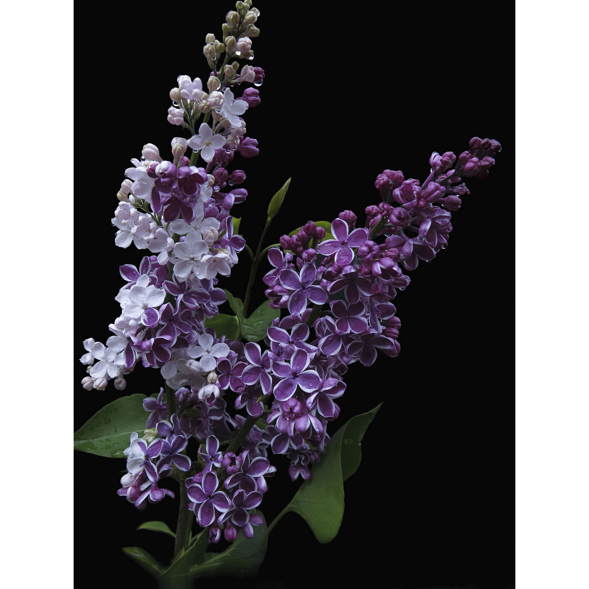 Zweige mit Blüten des Edelflieder Sensation