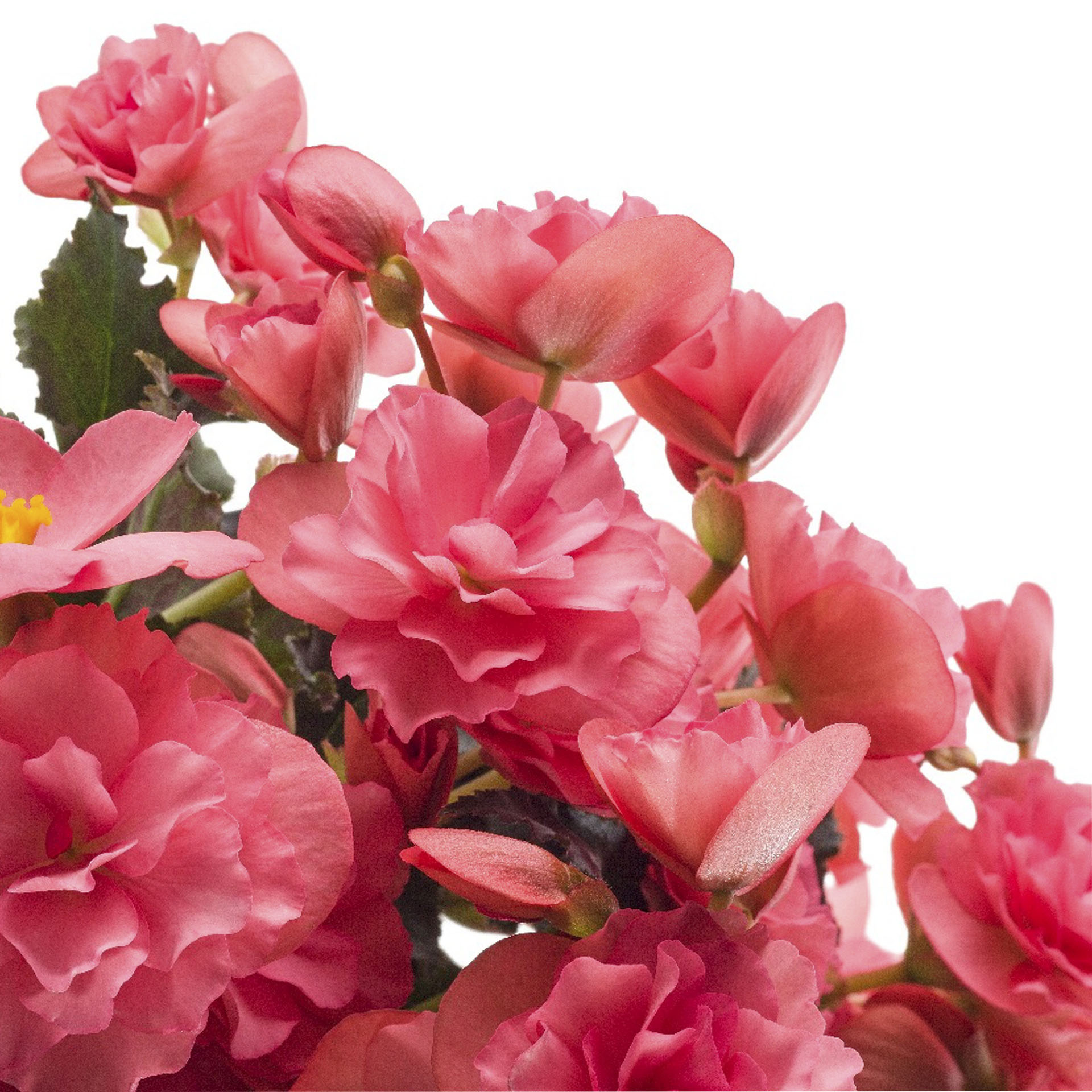 pinkfarbene Blüten der Begonie Sunbrero Pink