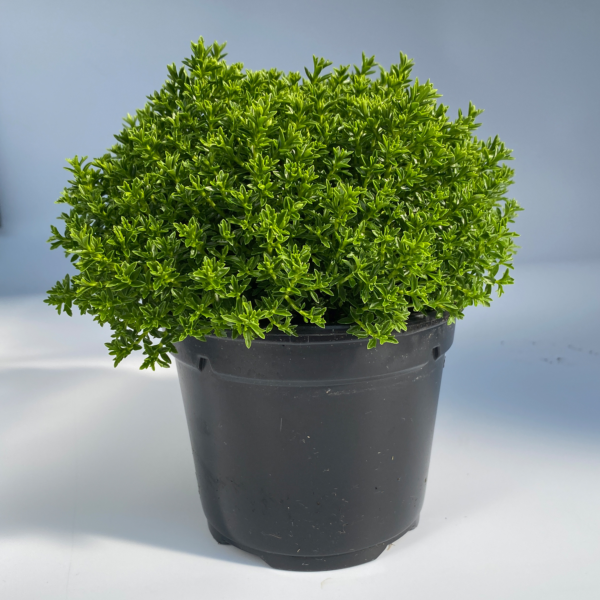 Veronika - Hebe andersonii 'Green Boys', 12cm Topf