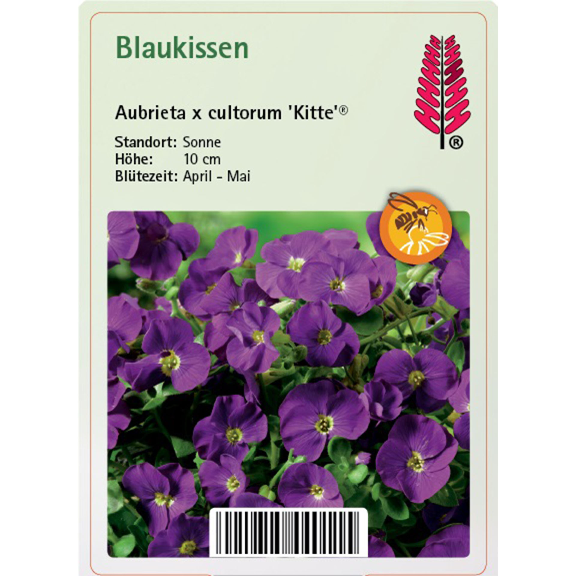 Blume, Pflanze, Purpur, Geranie, Blütenblatt