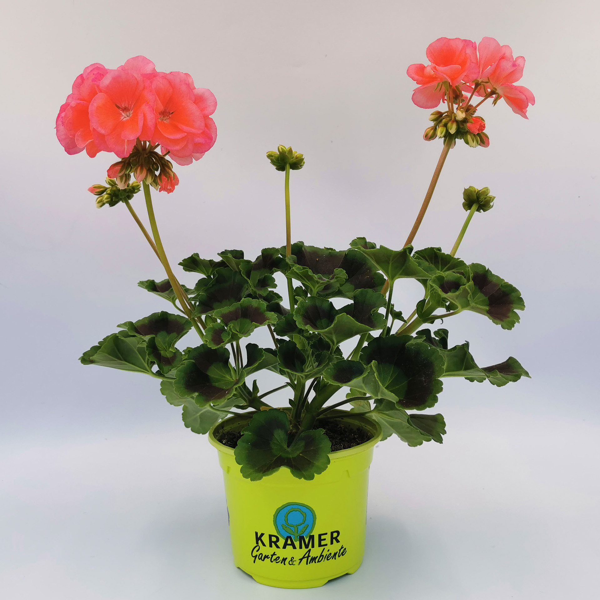 Geranie stehend 'Calais'- Pelargonium zonale, 12cm Topf