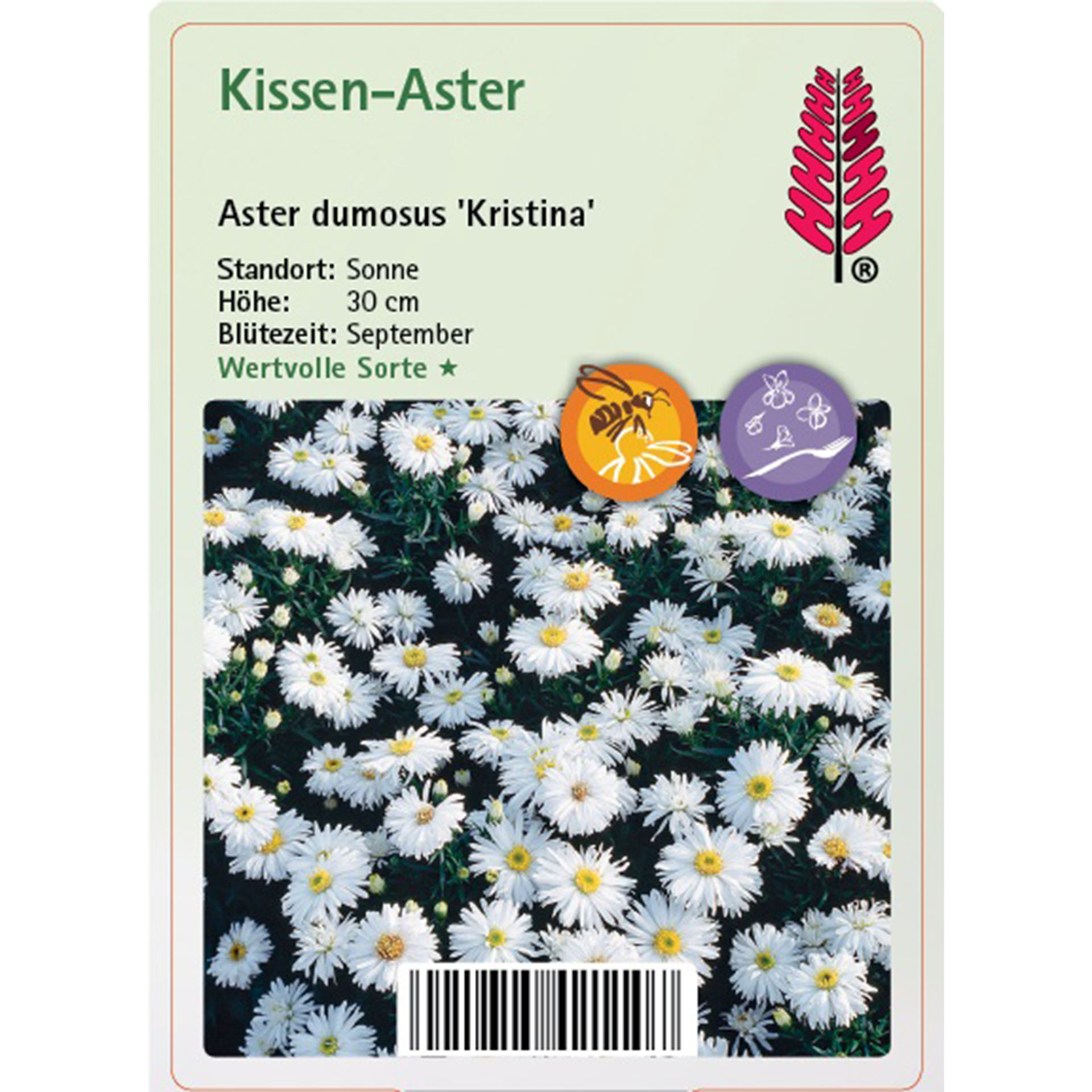 Gänseblümchen, Blume, Pflanze