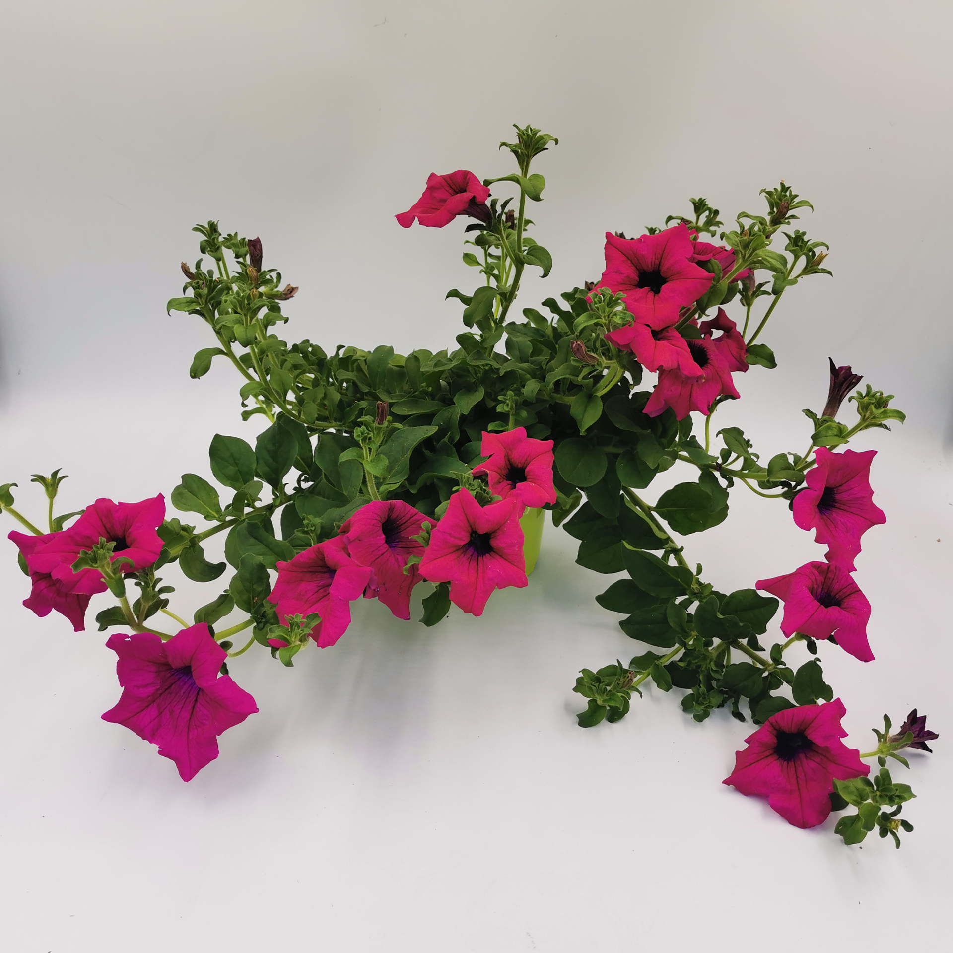 Petunie - Petunia Surfinia 'Shihi Purple', 12cm Topf