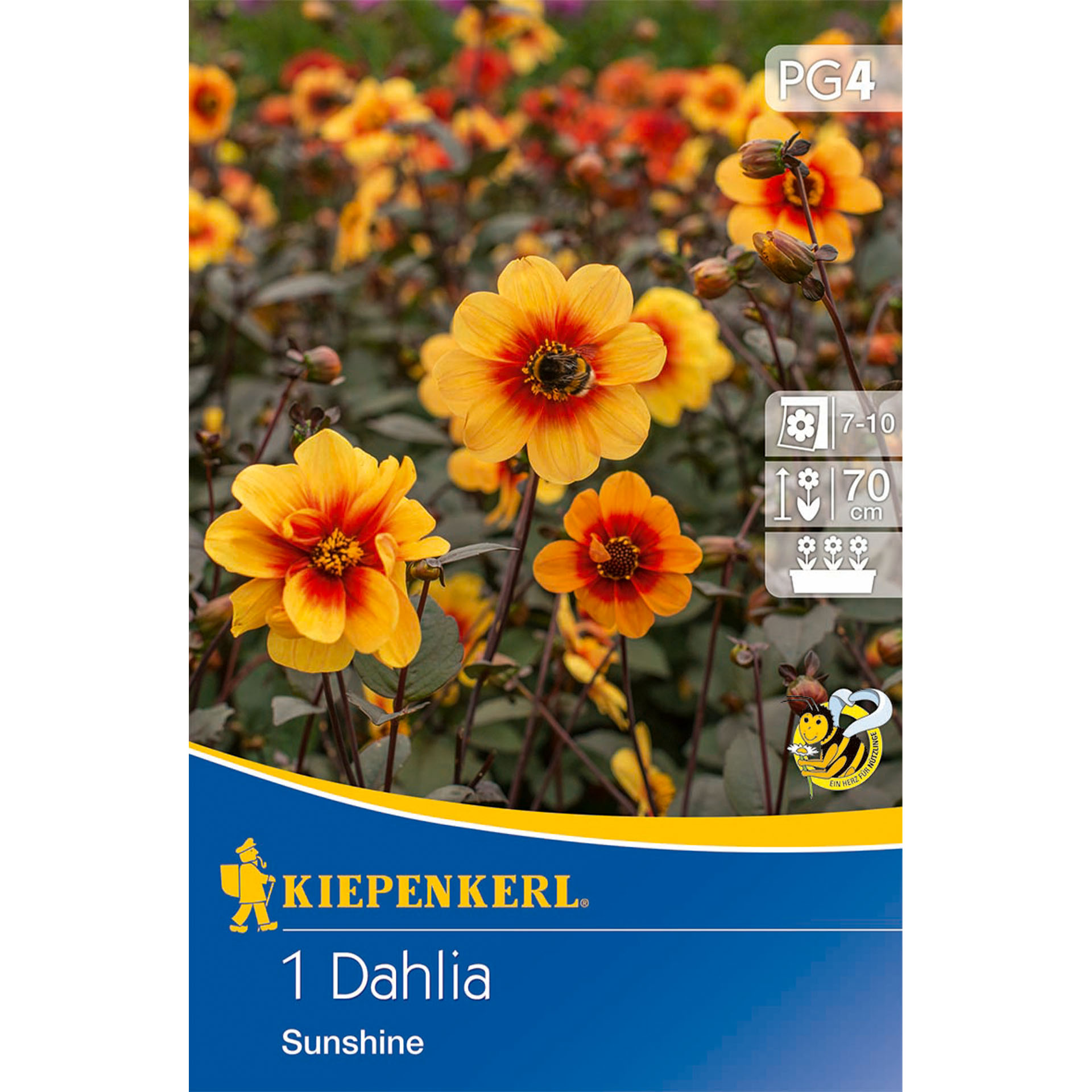 Blume, Pflanze, Anemone, Blütenblatt, Werbung