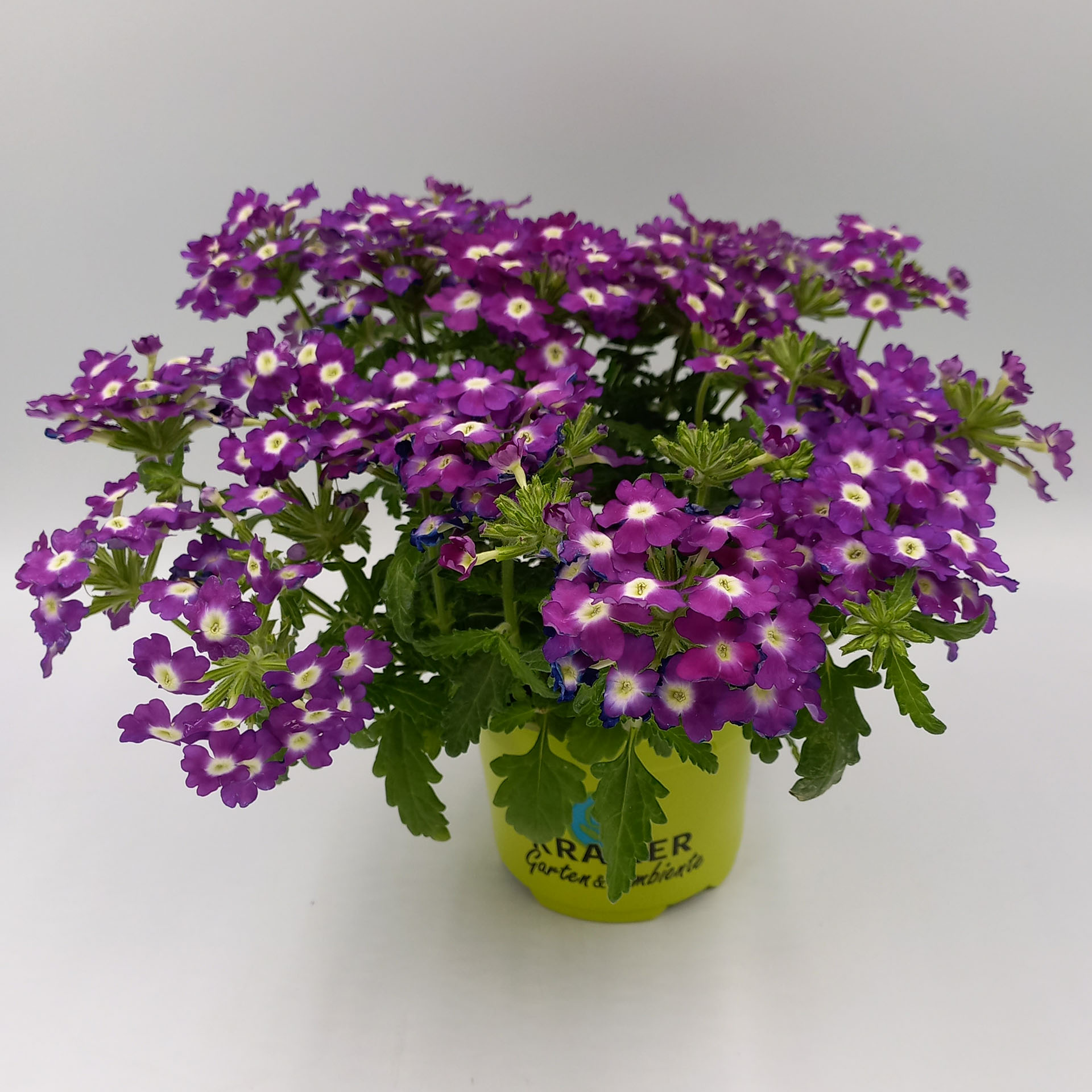 Blume, Geranie, Topfpflanze, Purpur, Blumen-Arrangement