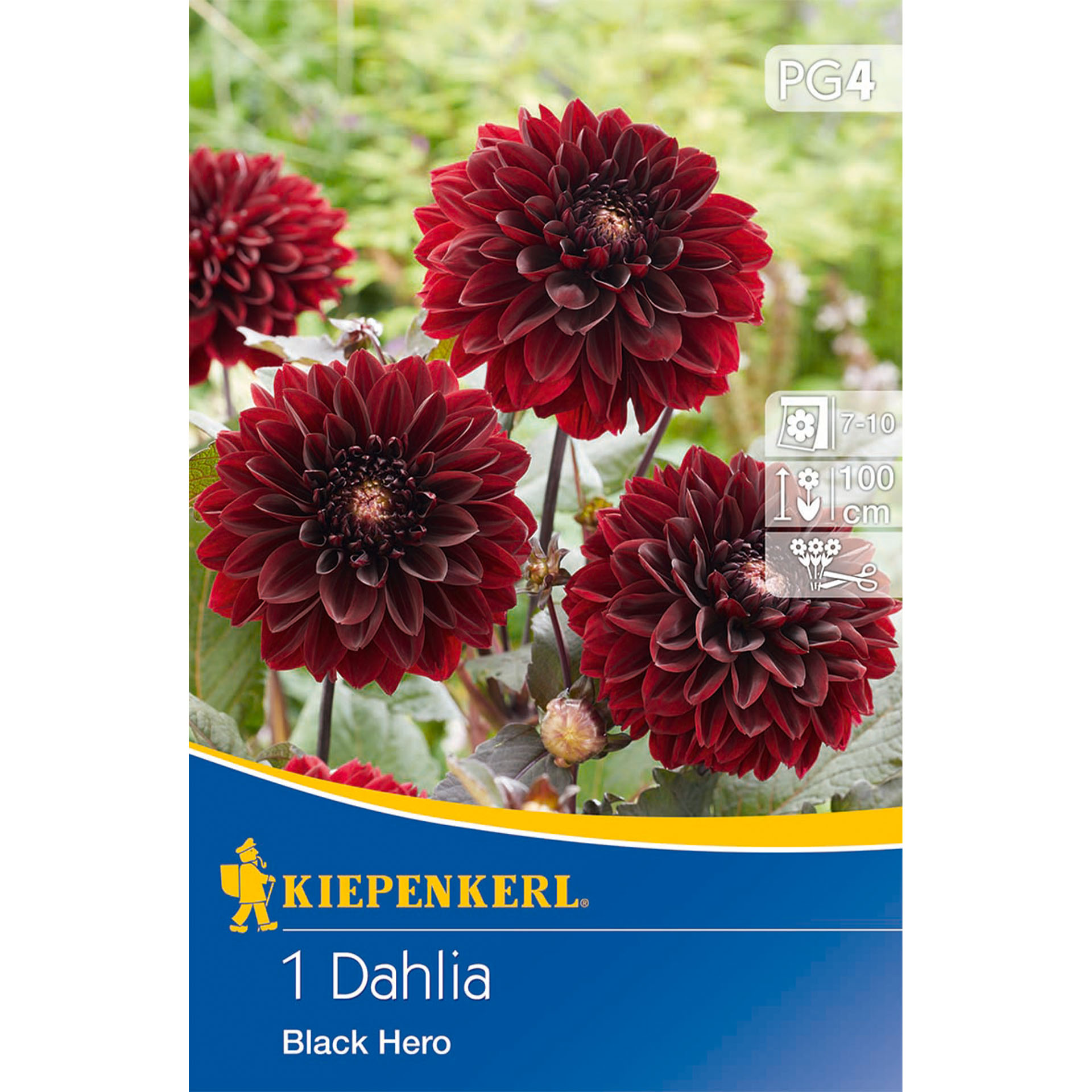 Dahlie, Blume, Pflanze, Rose