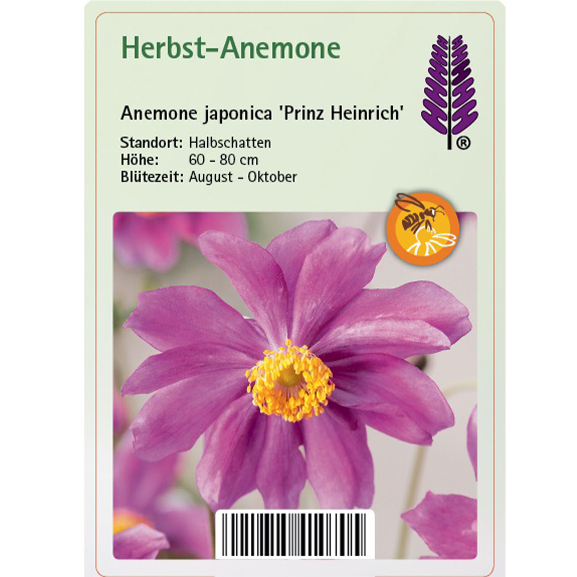 Eine andere, Blume, Blütenstaub, Blütenblatt, Text