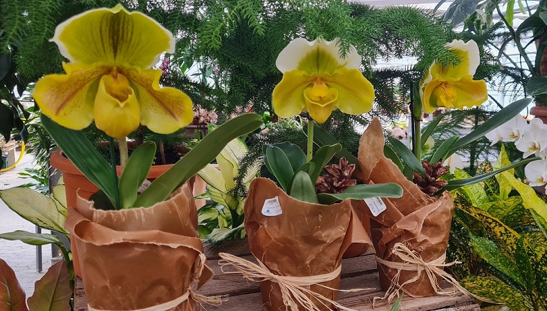 neue zimmerpflanzen und grünpflanzen