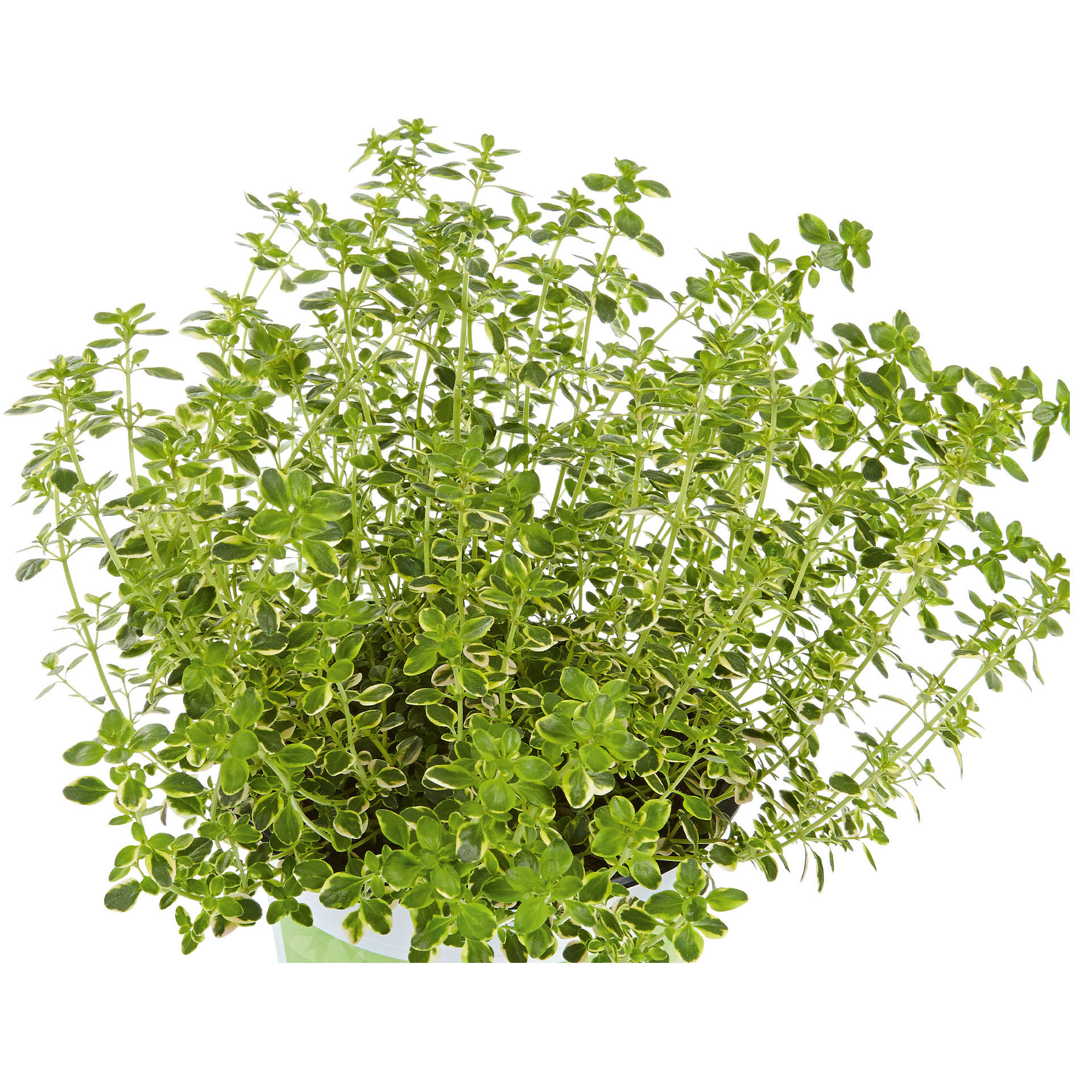 Zitronenthymian 'Mystic Lemon' - Thymus citriodorus, 12cm Topf